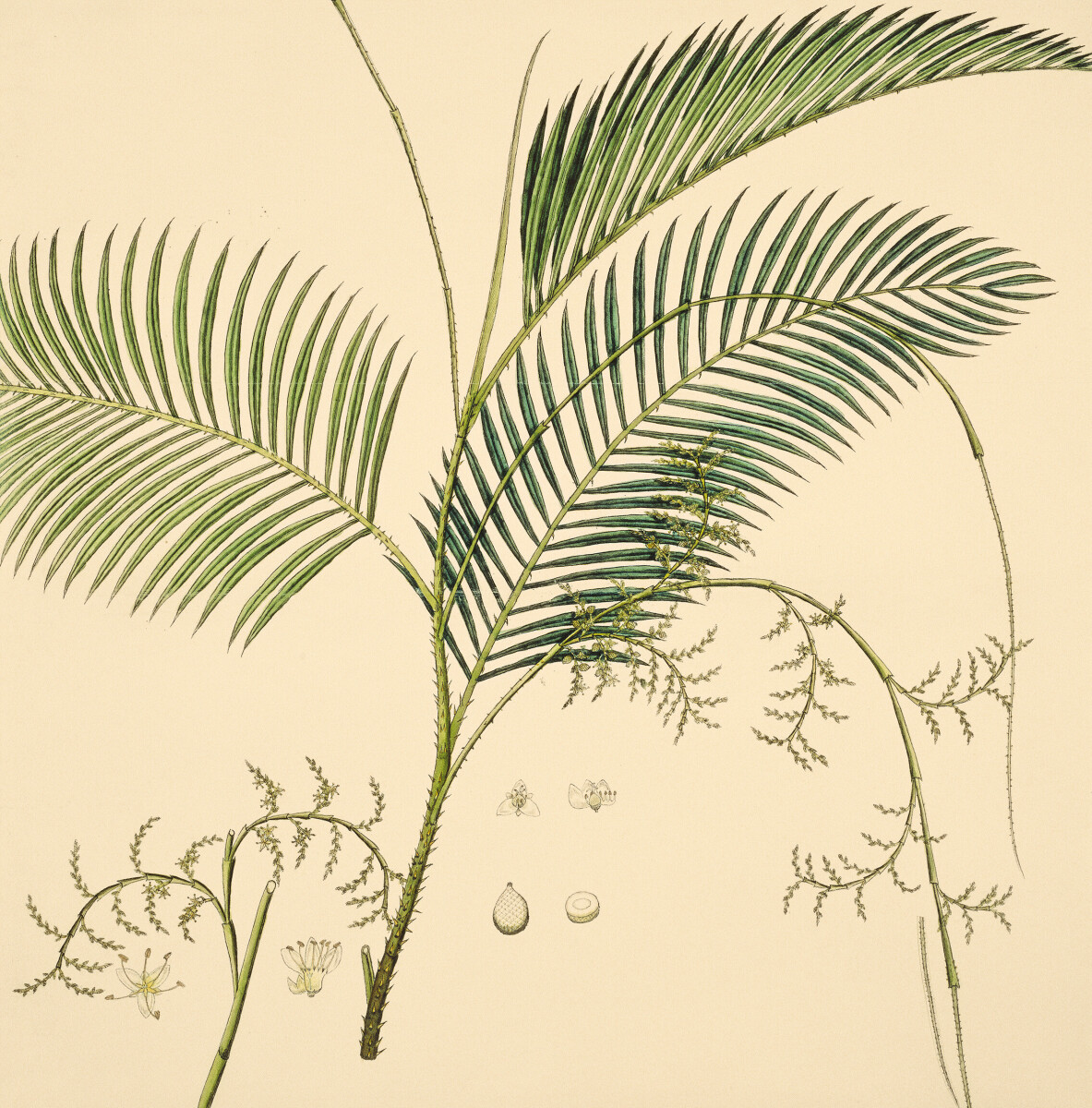 Calamus Rotang, Rattan Palm