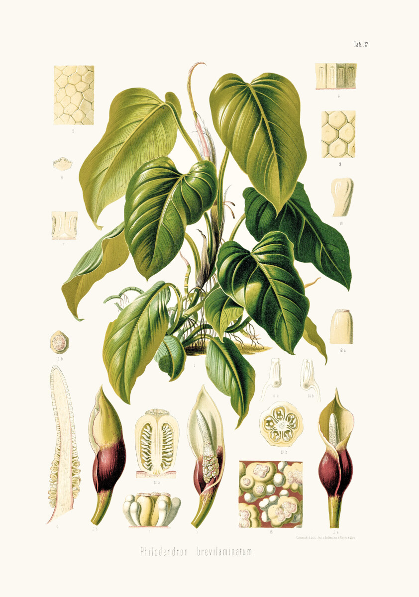 Philodendron Fragrantissimum