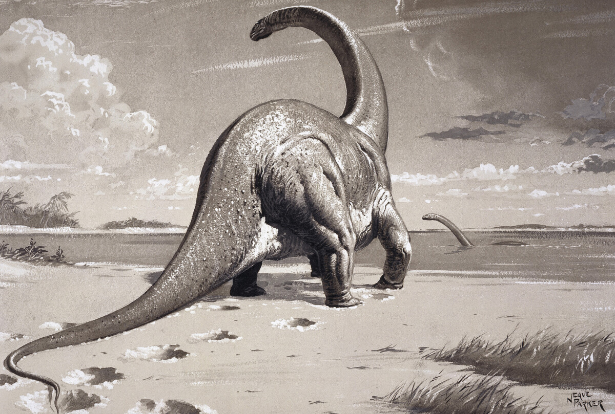 Cetiosaurus