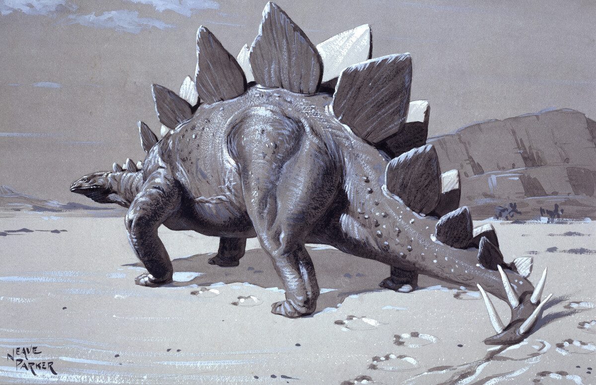 Stegosaurus