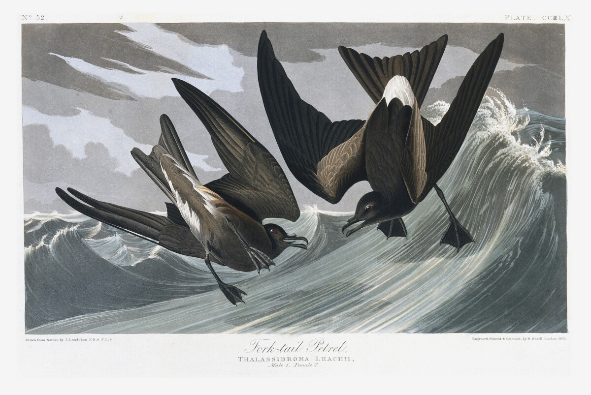 Leach's Storm-petrel, Oceandroma Leucorhoa