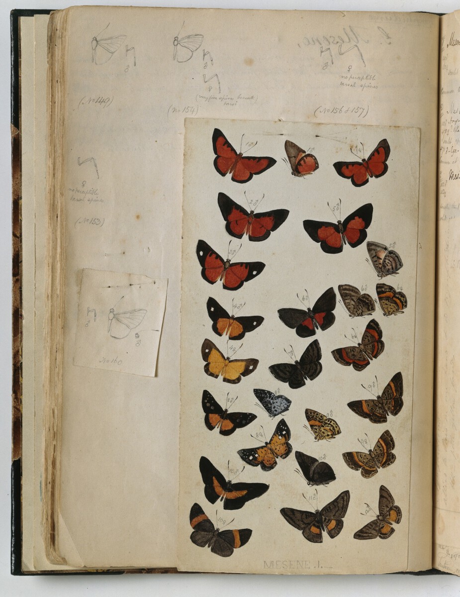 Various Butterflies 2