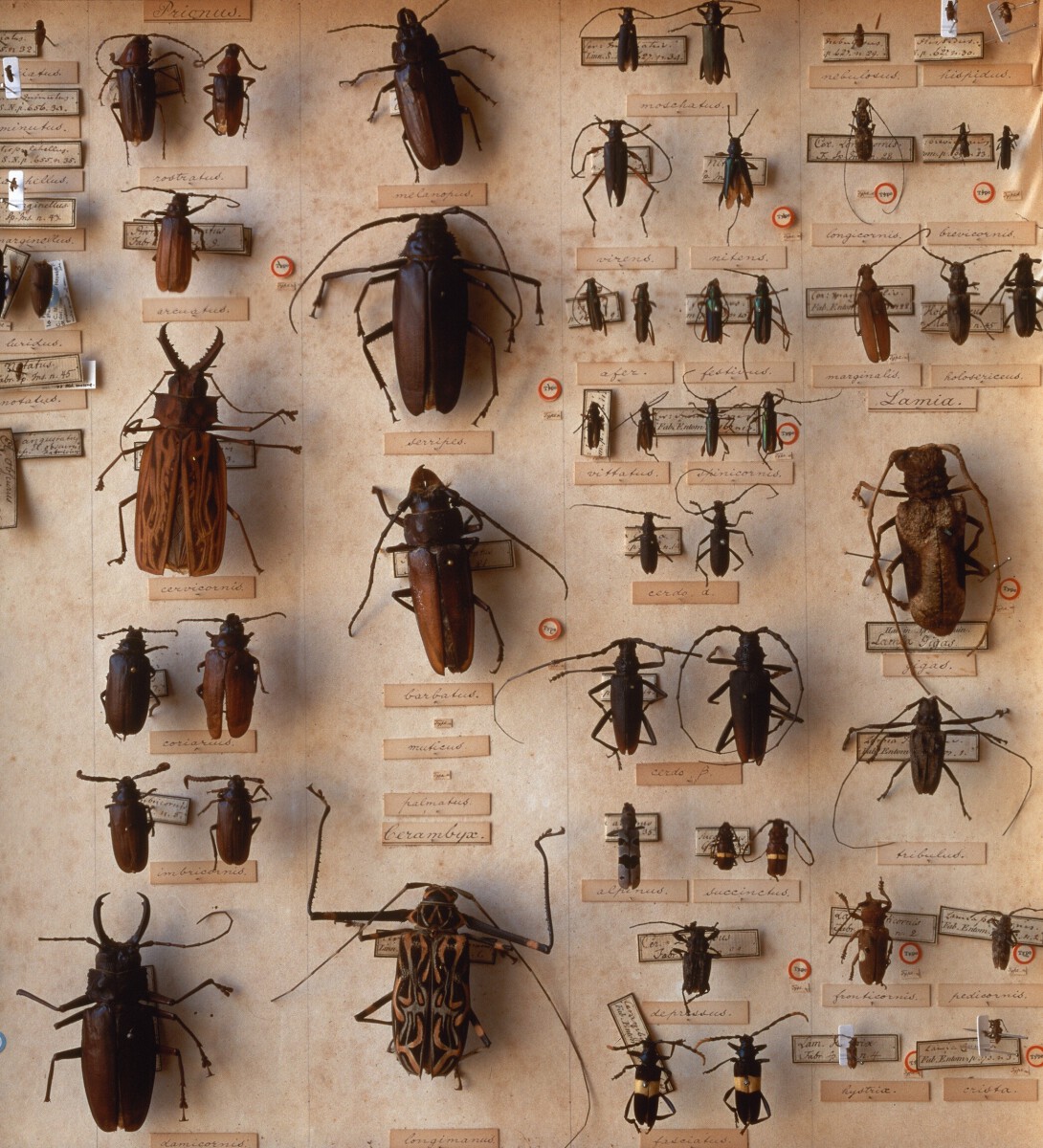 Various Beetles 2