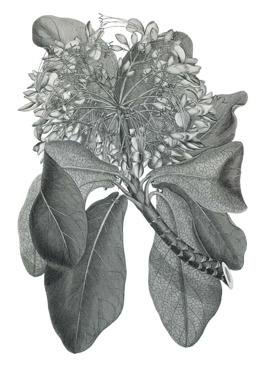 Deplanchea Tetraphylla