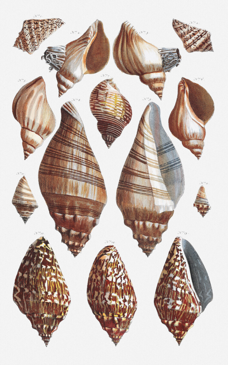 Shells 6