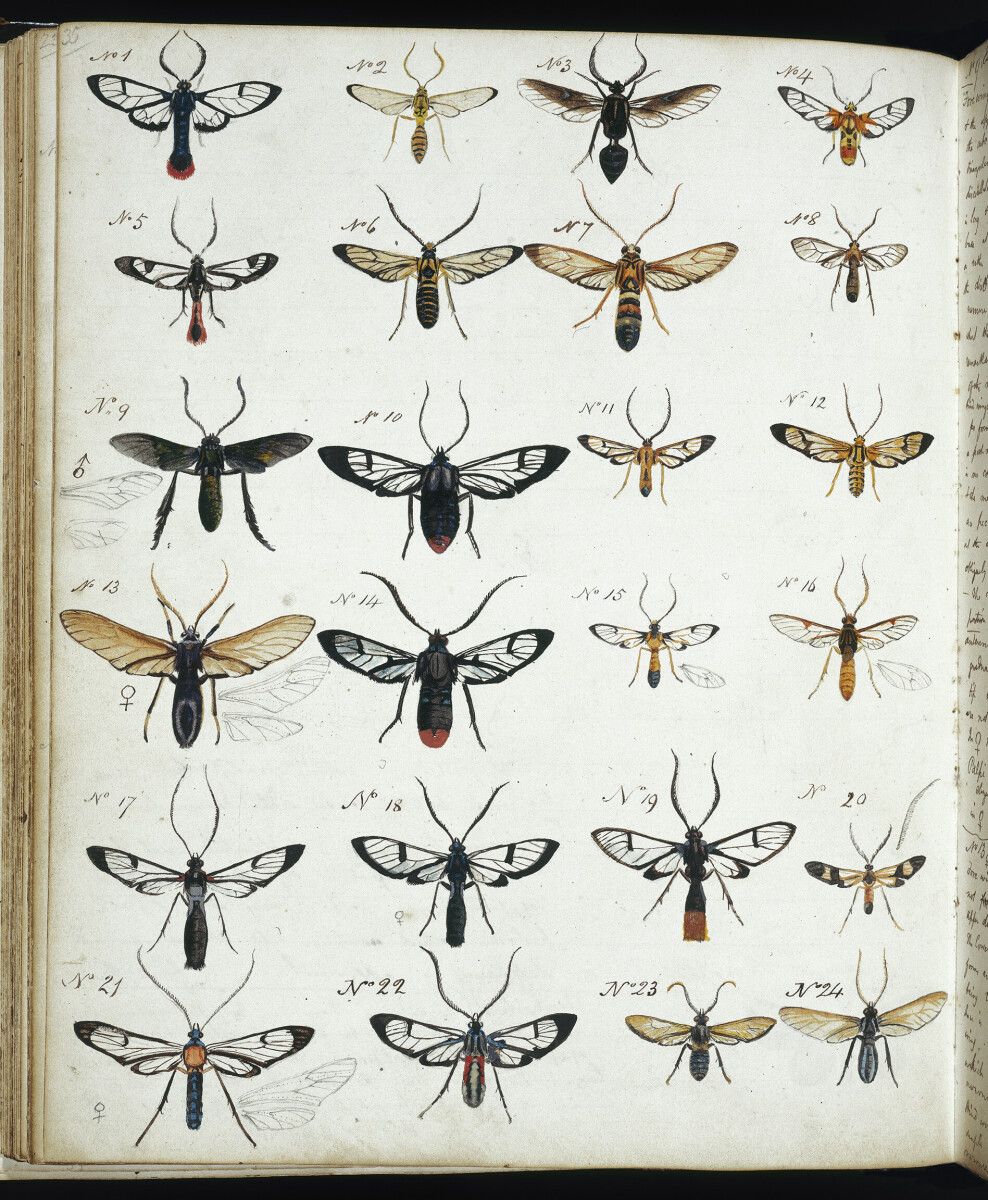 Coloured Sketches of Insects