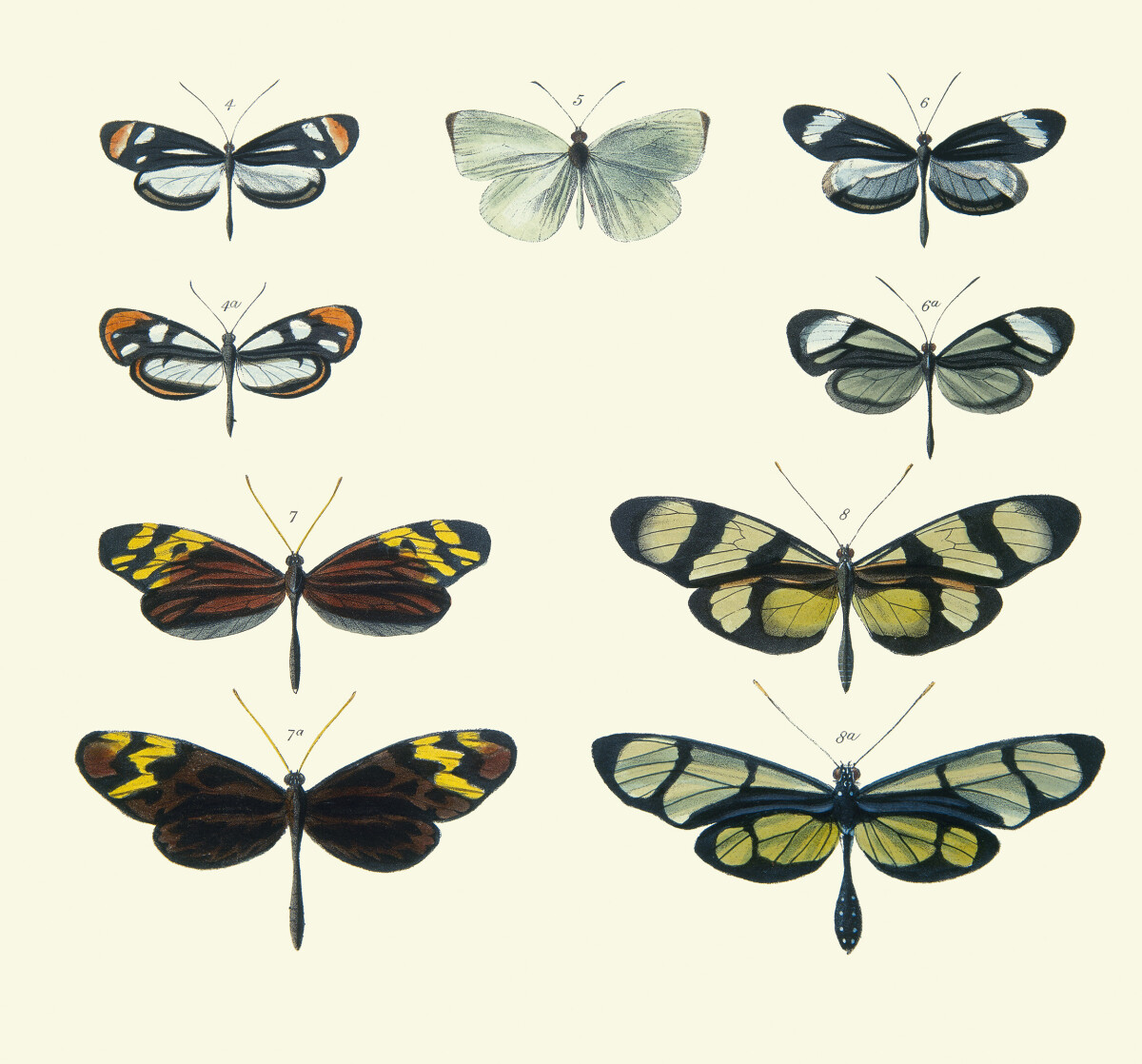 Mimicry Among Butterflies