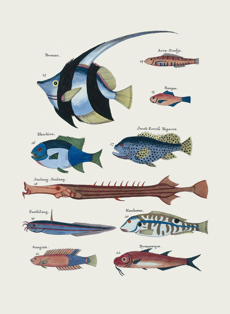Ten Fish' Wallpaper Murals Ten Fish' Wallpaper Murals