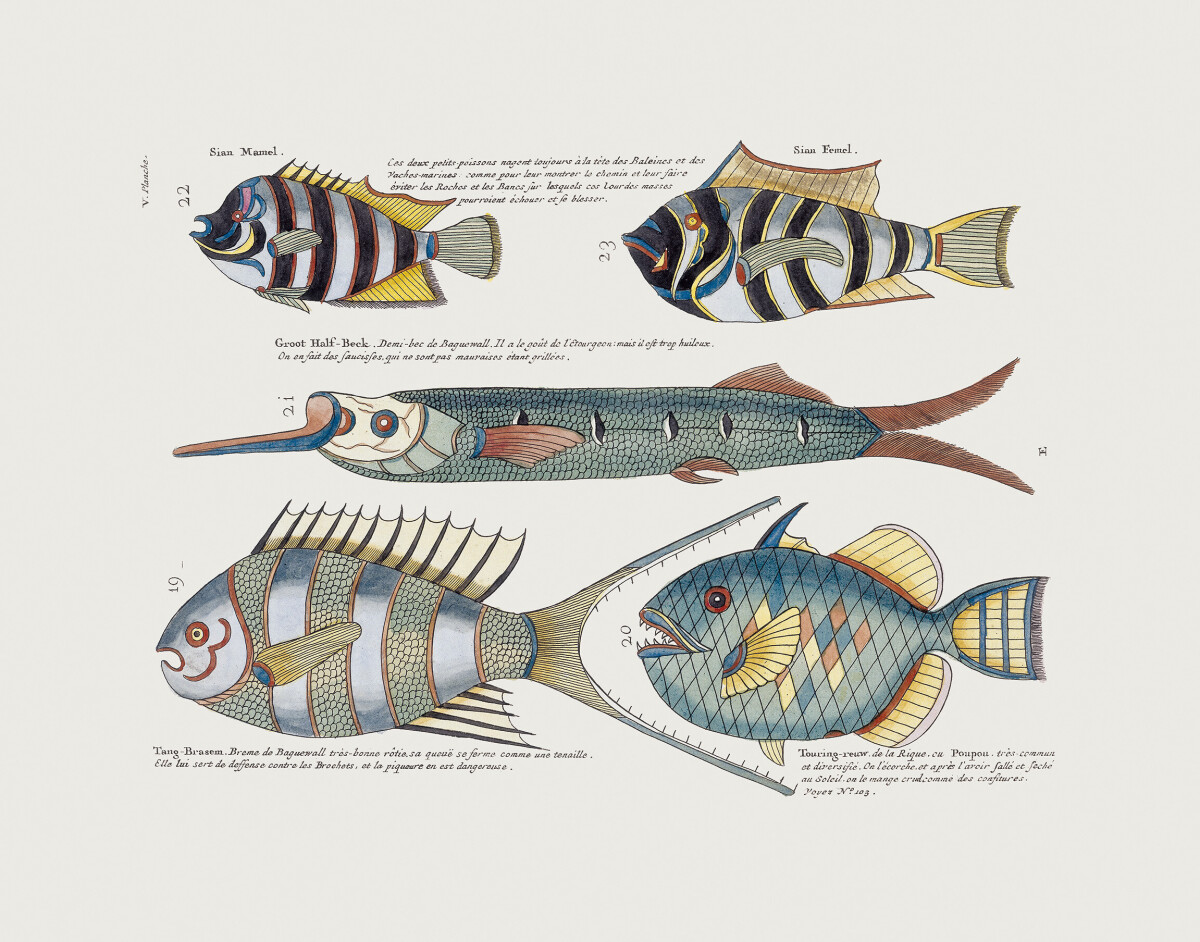 Various Fish' Wallpaper Murals