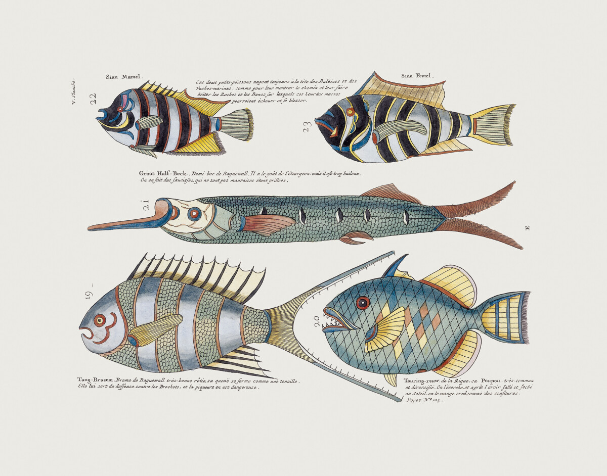 Various Fish' Wallpaper Murals Various Fish' Wallpaper Murals