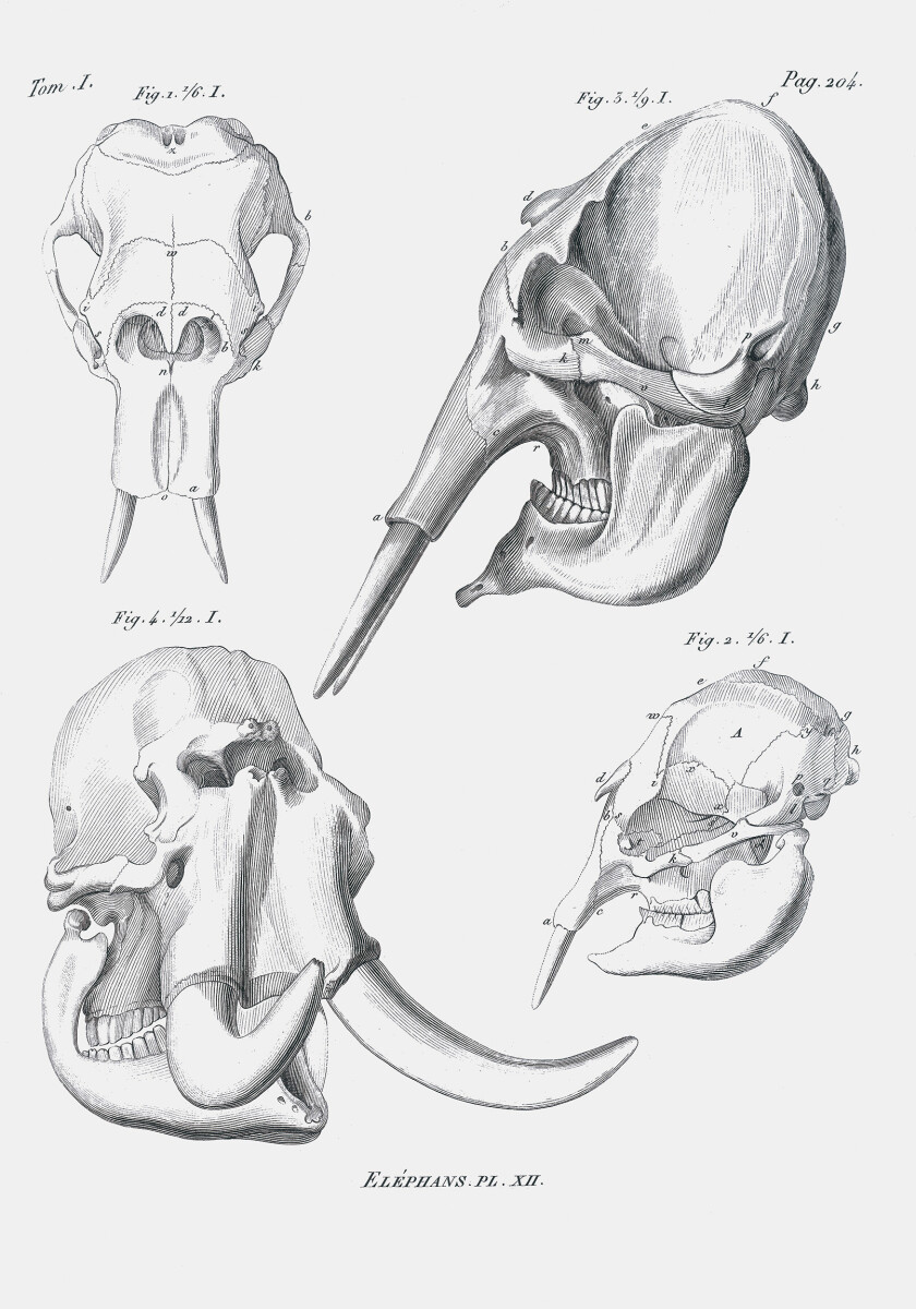 Elephant Skulls