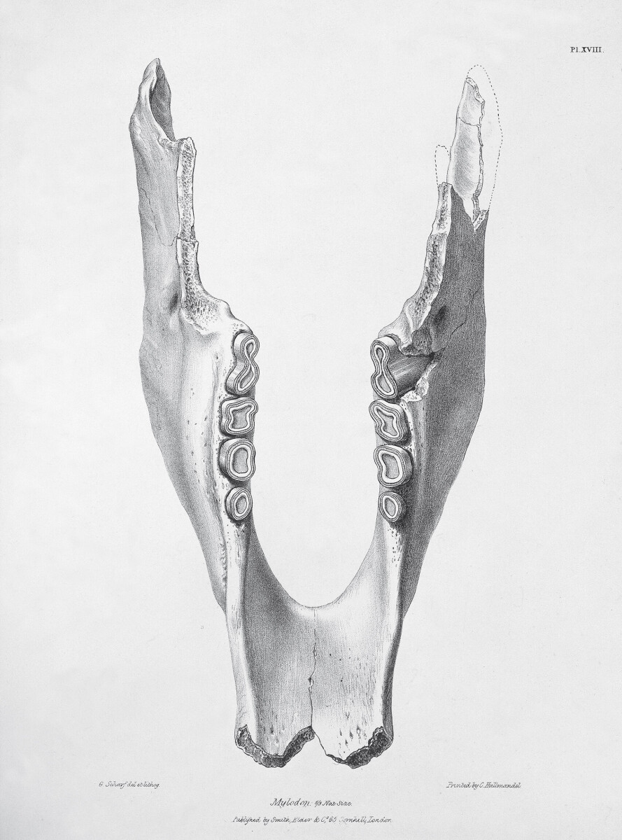 Jawbone of Mylodon Darwinii