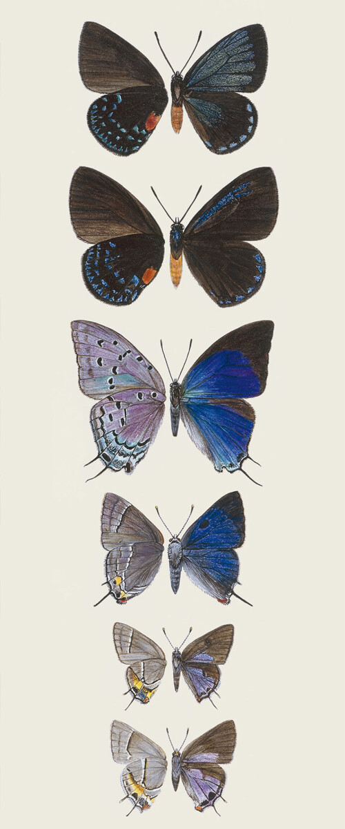 Lycaenidae Hairstreak Butterflies