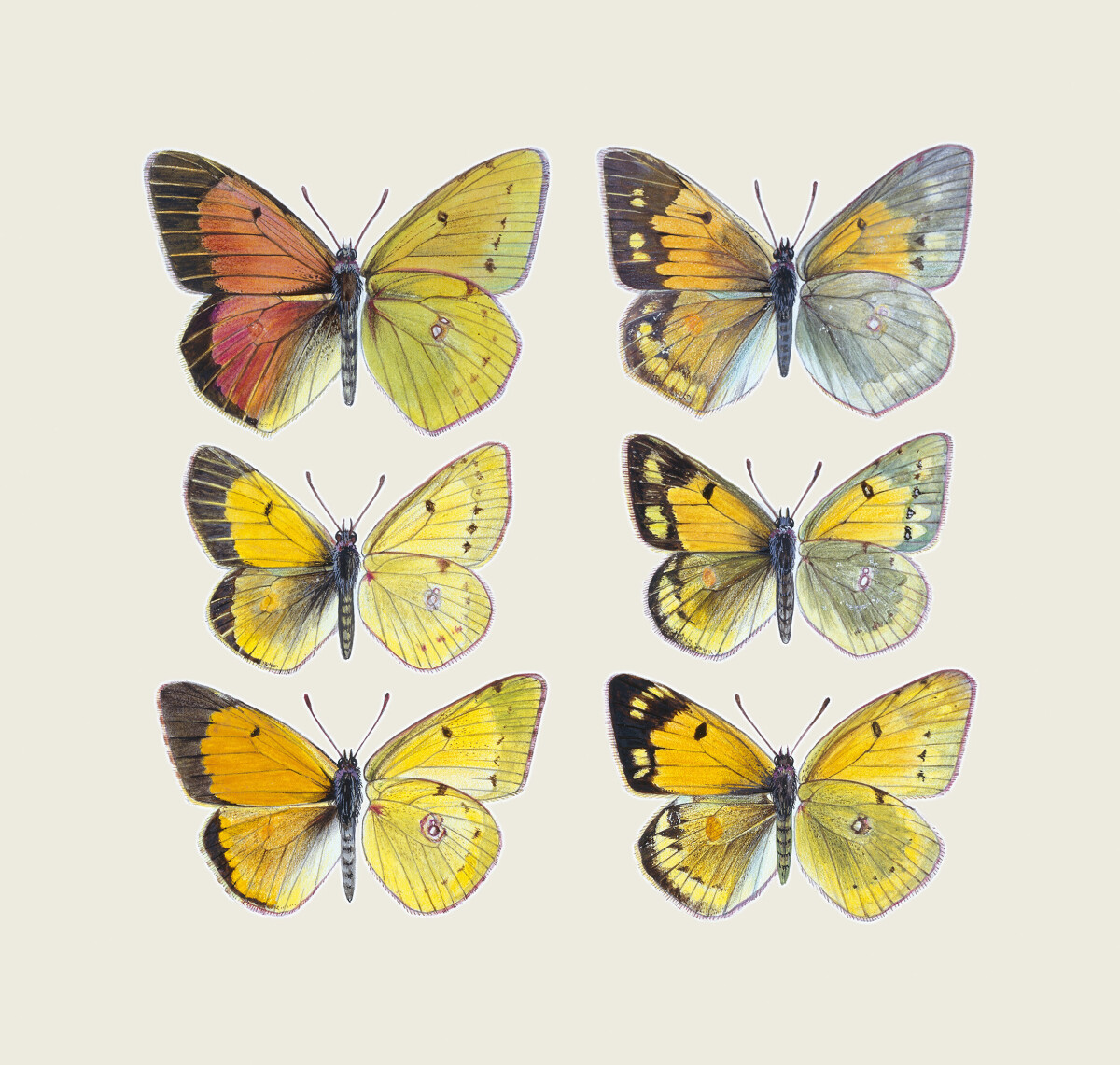 Pieridae Clouded Yellow Butterflies