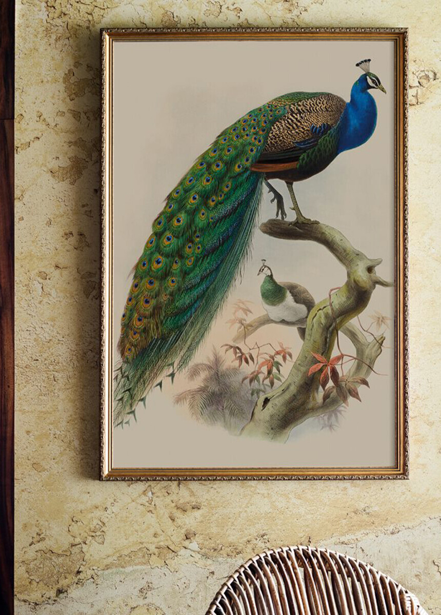 'Pavo Cristatus, Common Peafowl' Art Prints