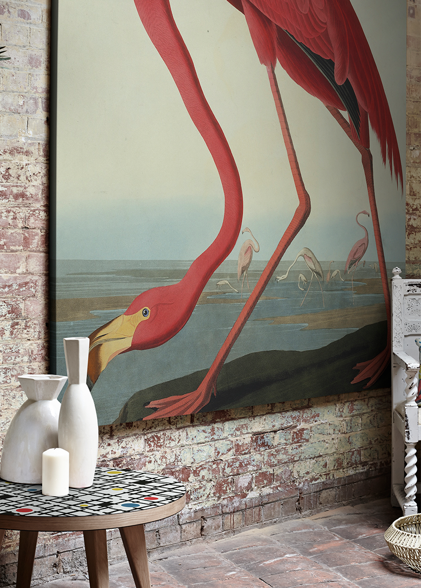 'Greater Flamingo, Phownicopterus Ruber' Canvas Wall Art