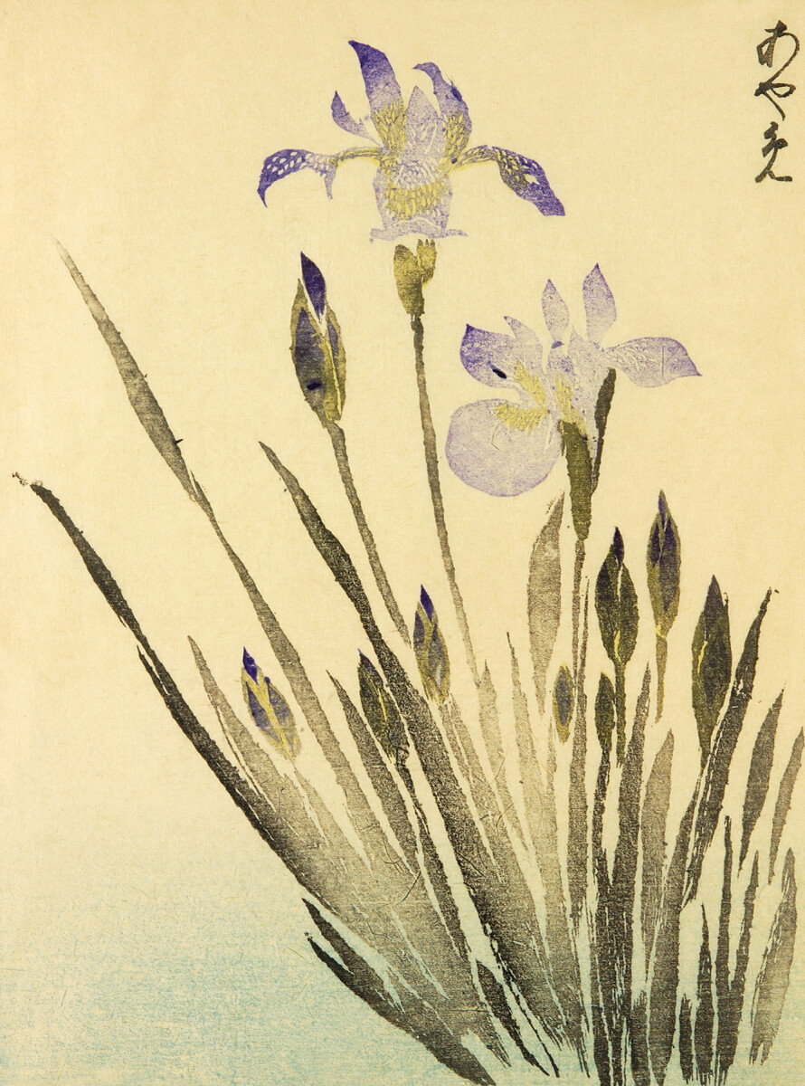 Kitao Irises