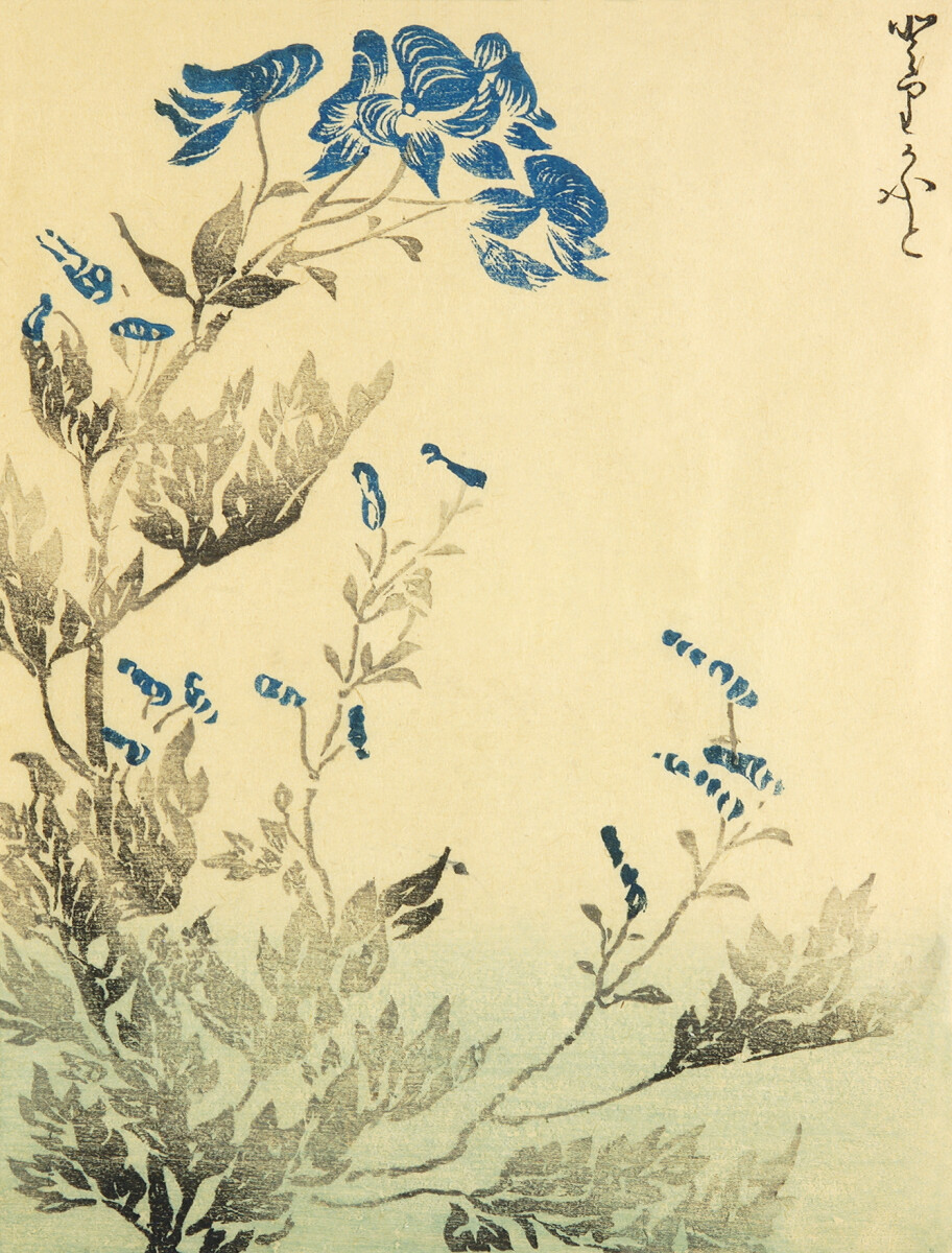 Japanese Botanical Illustration