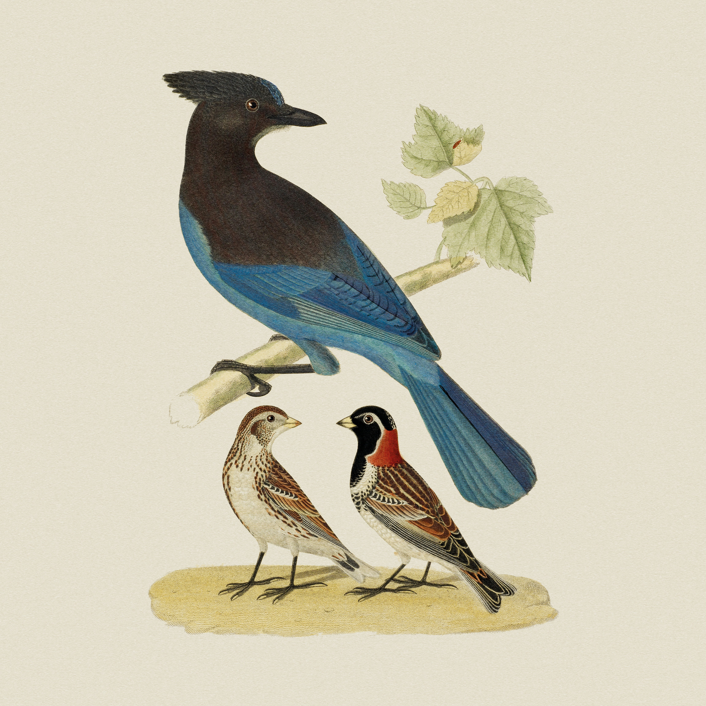 Steller's Jay and Lapland Longspur
