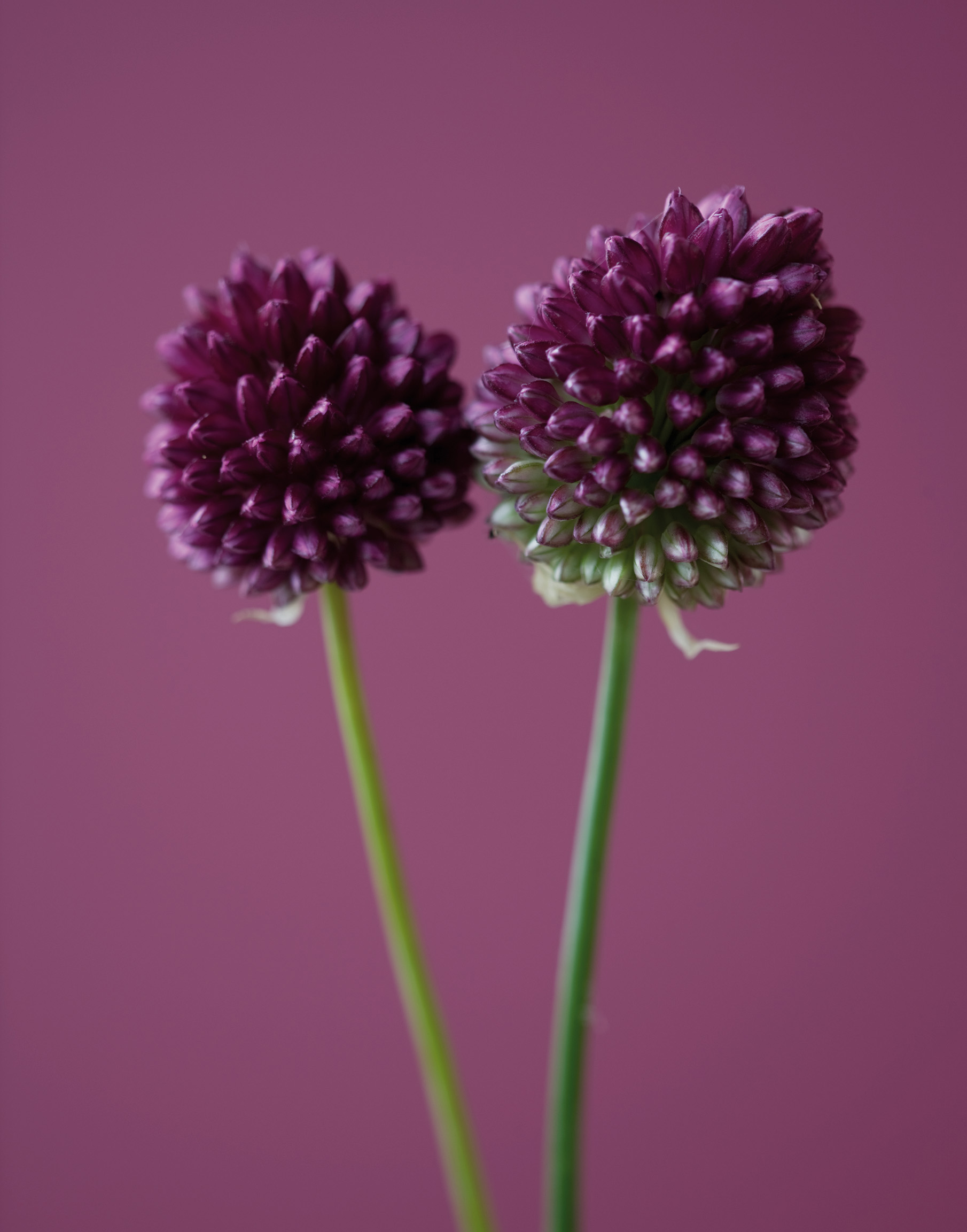 The Purple Flowers of Allium Sphaerocephalon