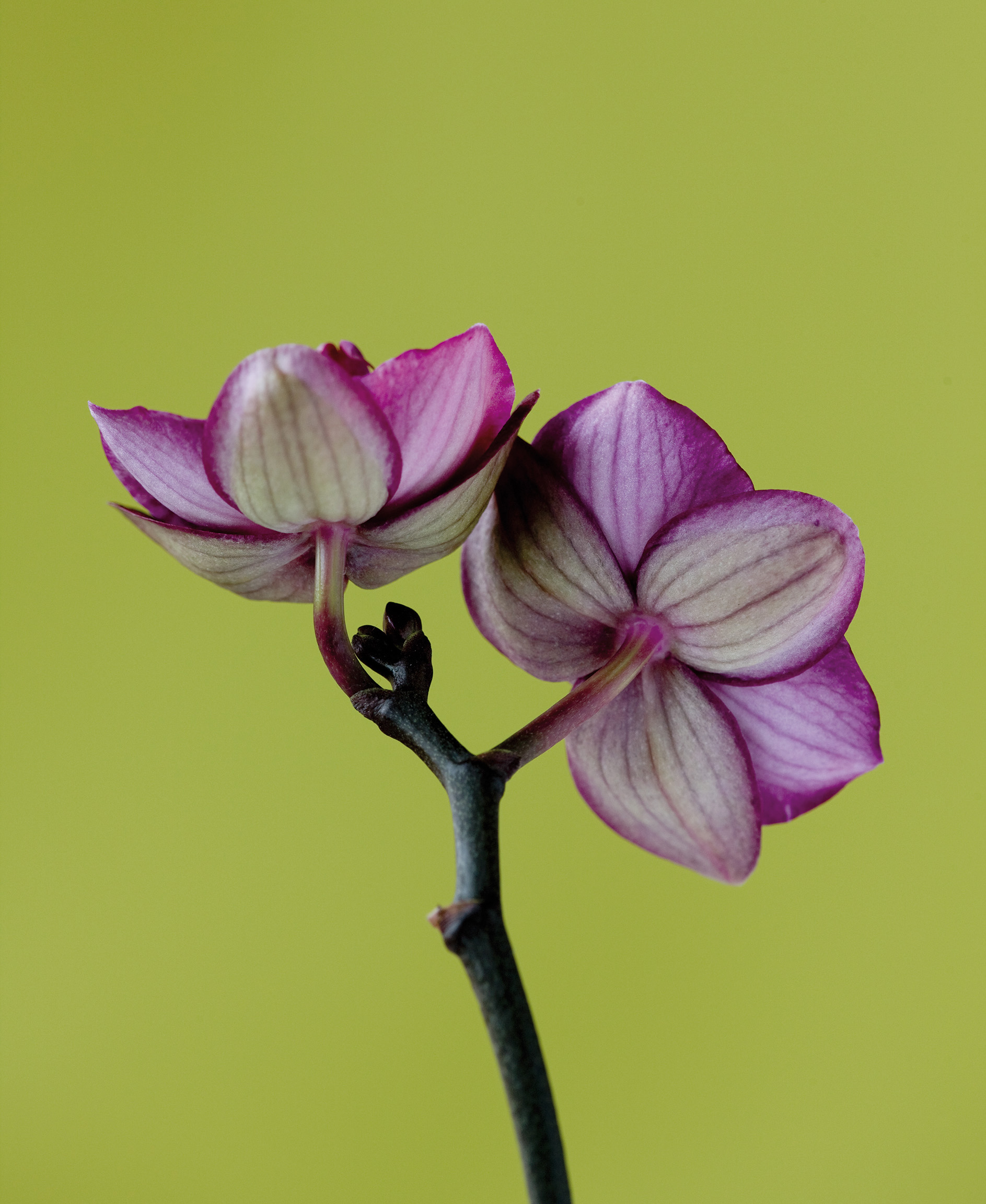 A Doritaenopsis Orchid III