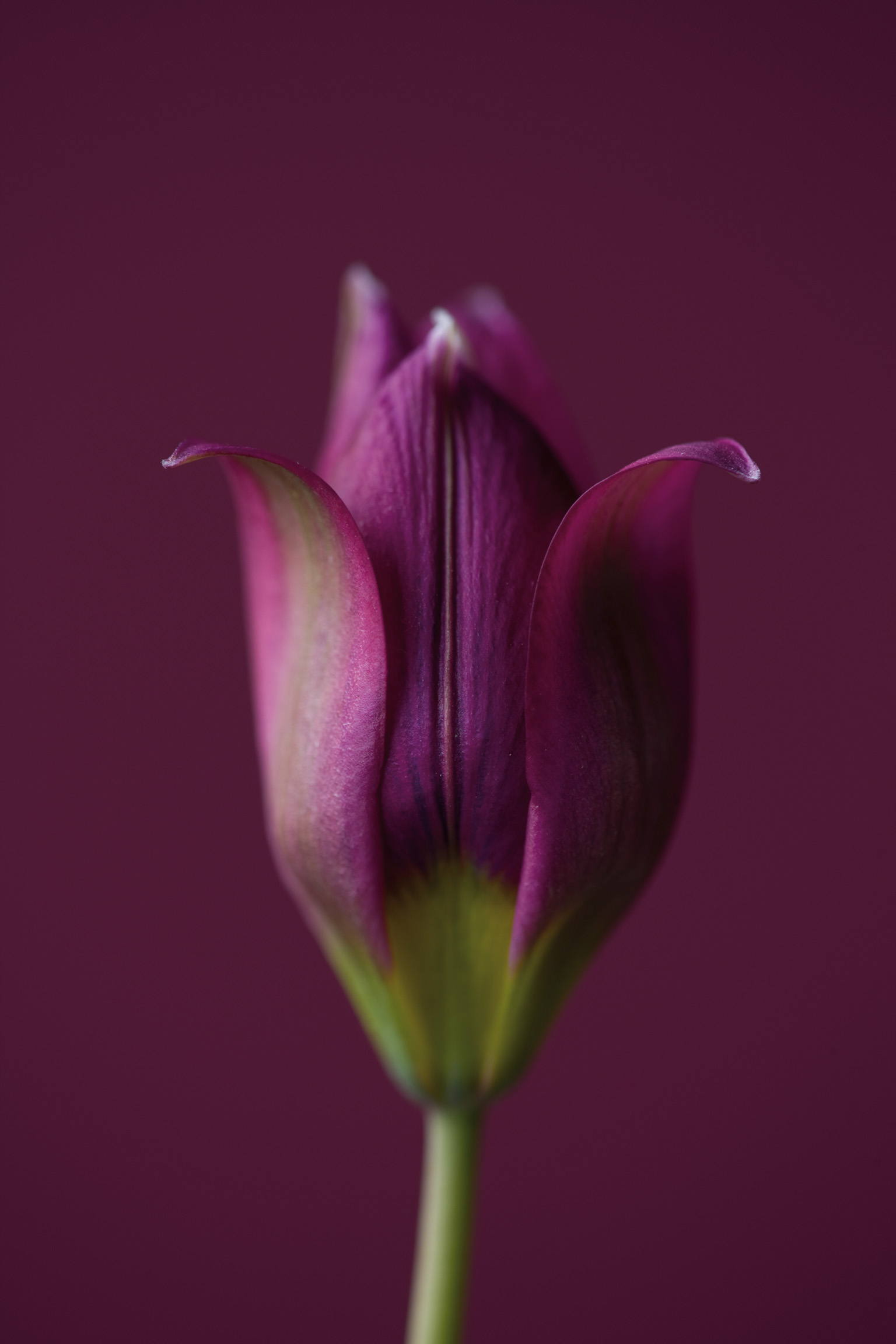 Tulipa Humilis
