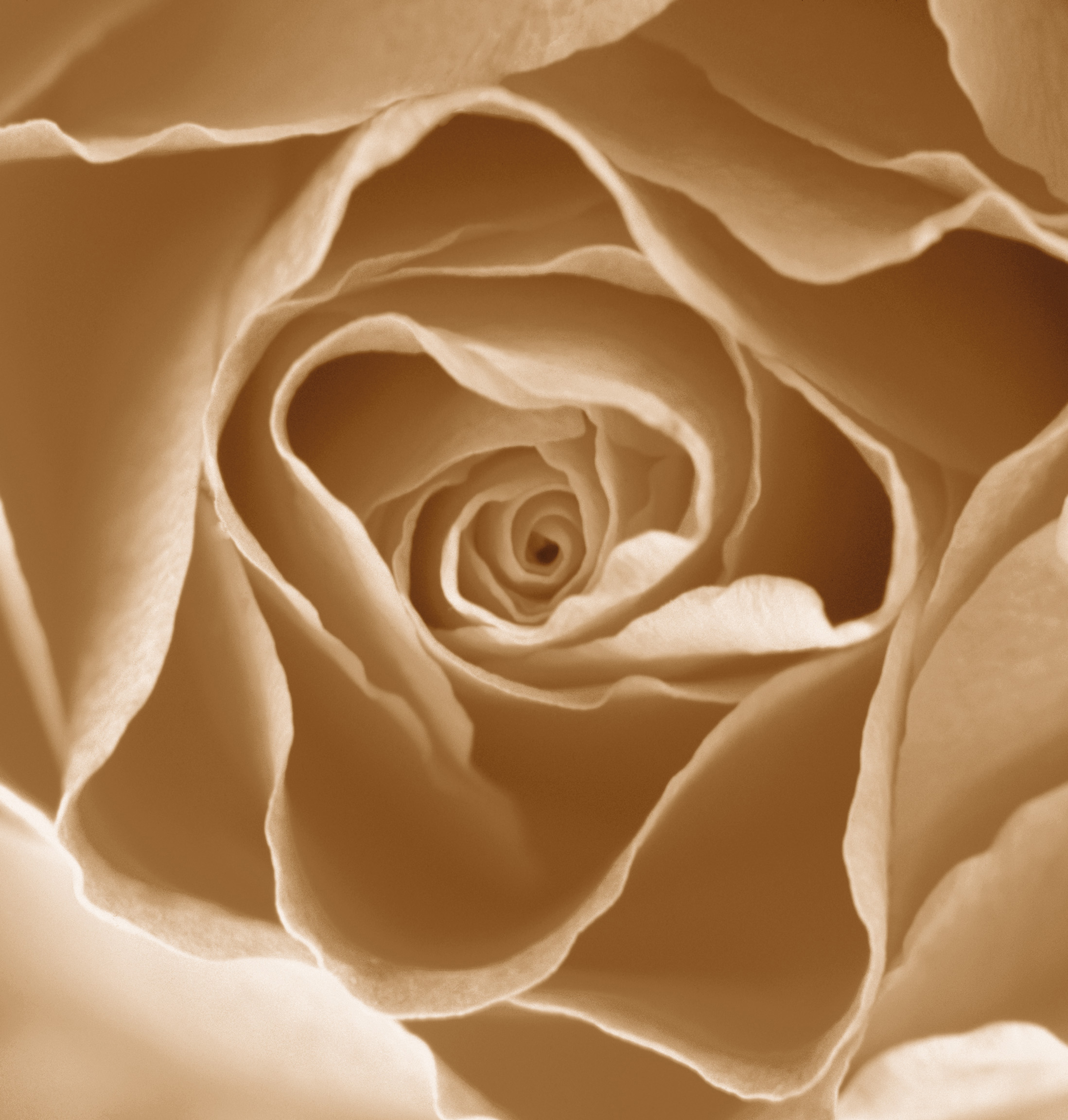 Centre of a Rose I