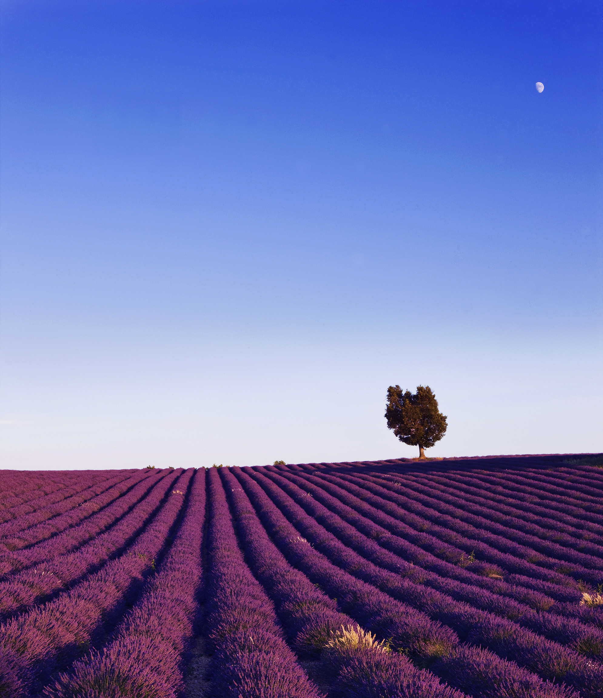 HD wallpaper: Lavender of Provence, France | Wallpaper Flare