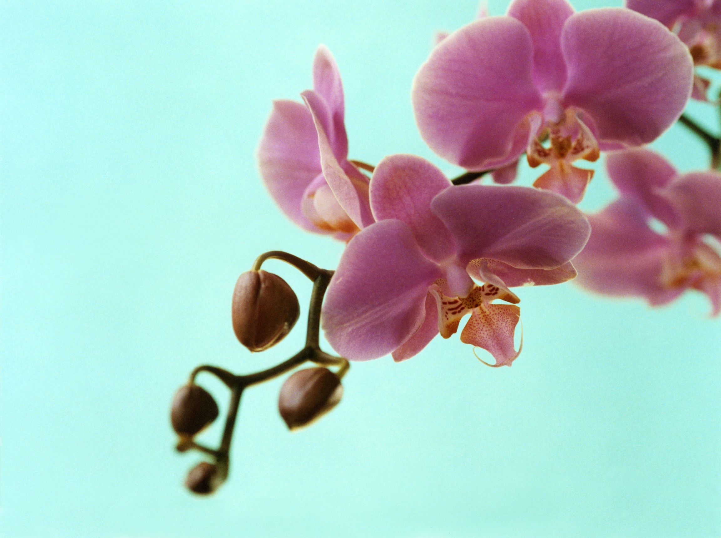 May Orchid