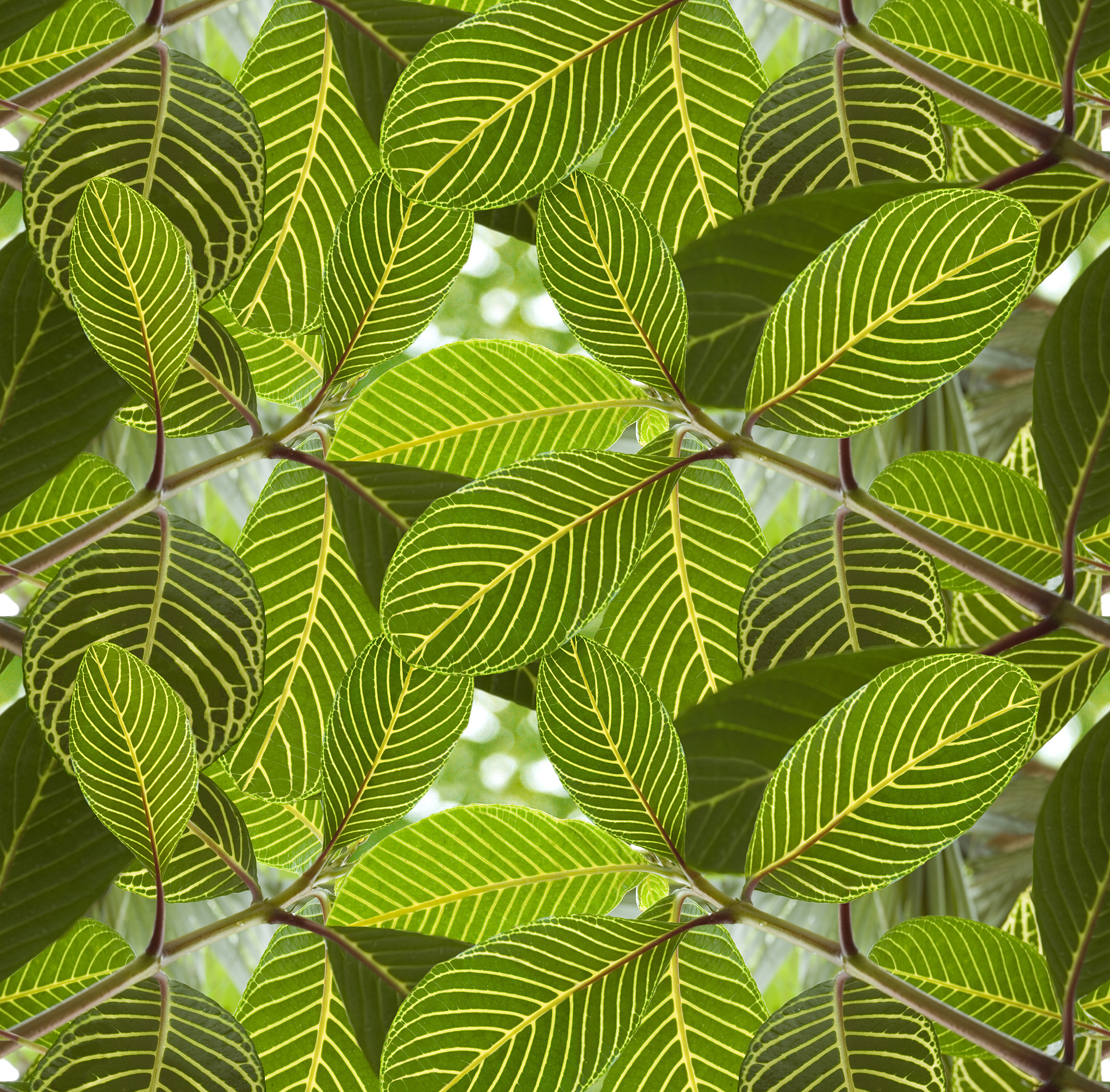 Safari Leaf