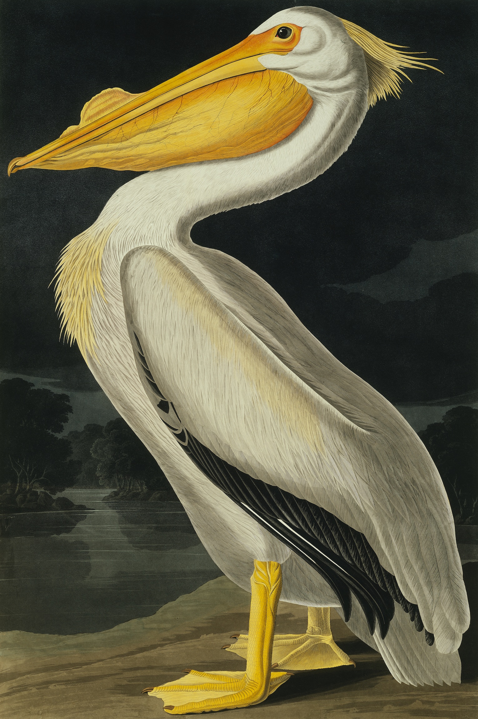 American White Pelican, Pelecanus Erythror