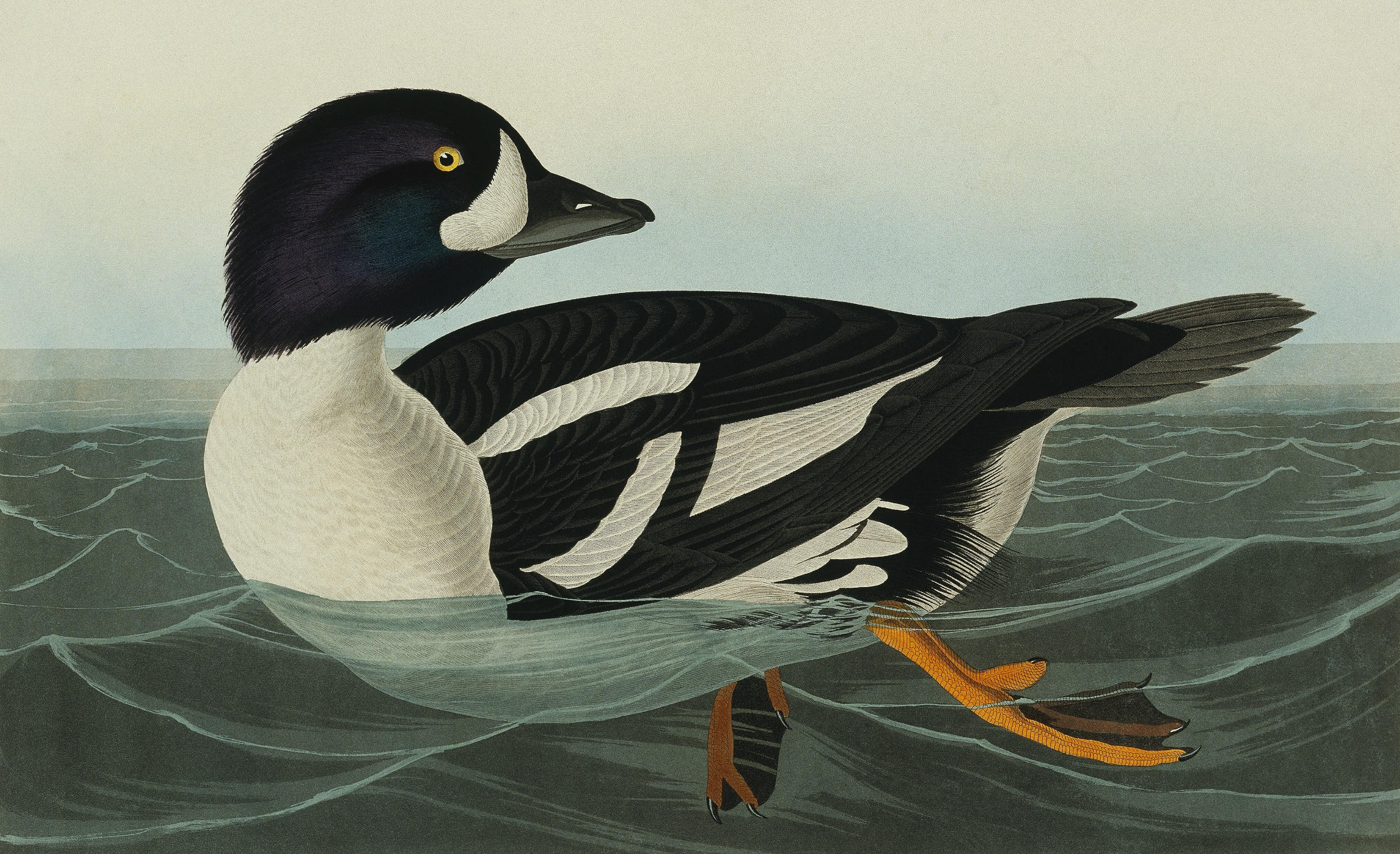 Barrow's Goldeneye, Bucephala Islandica