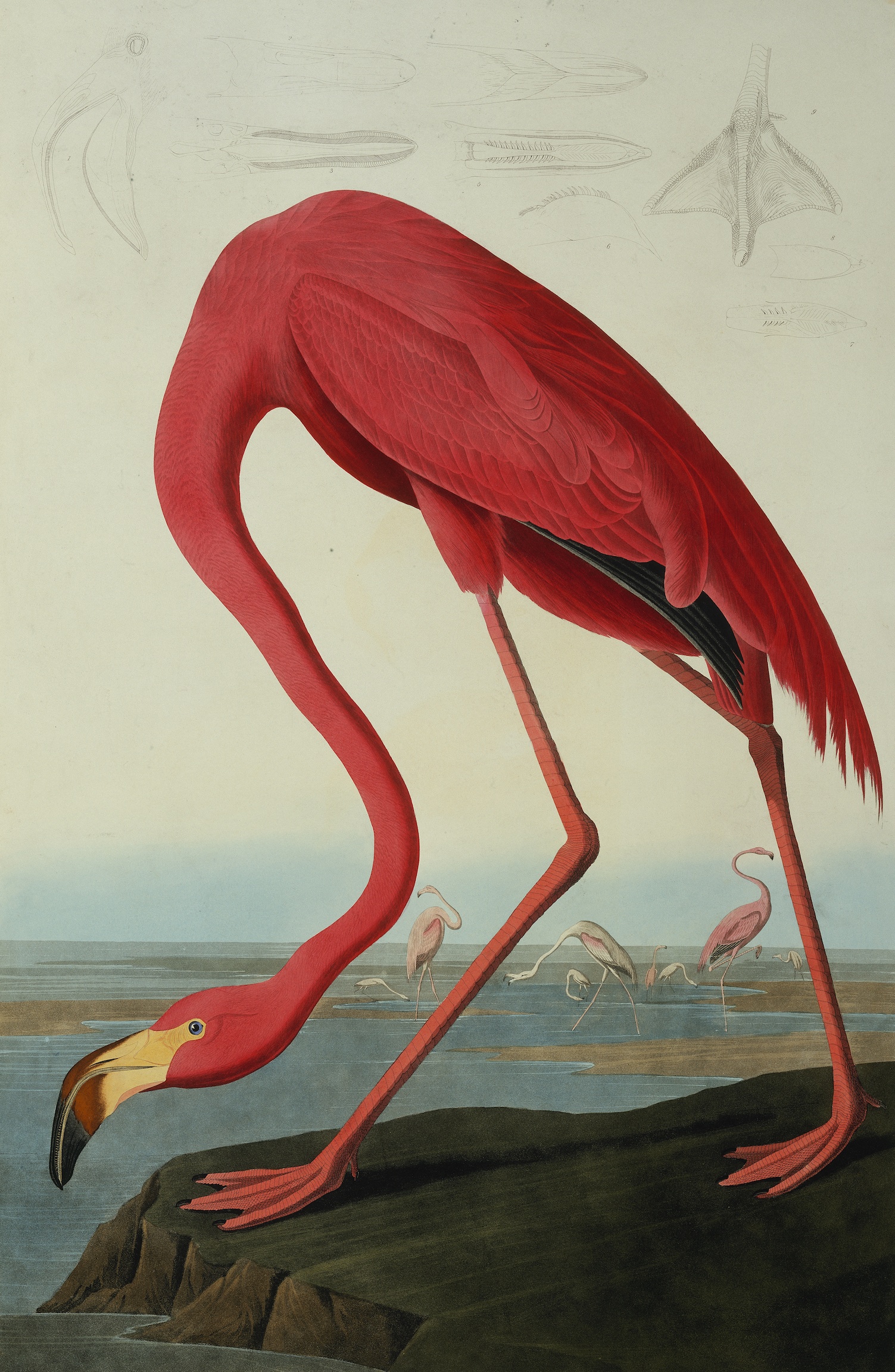 Greater Flamingo, Phownicopterus Ruber
