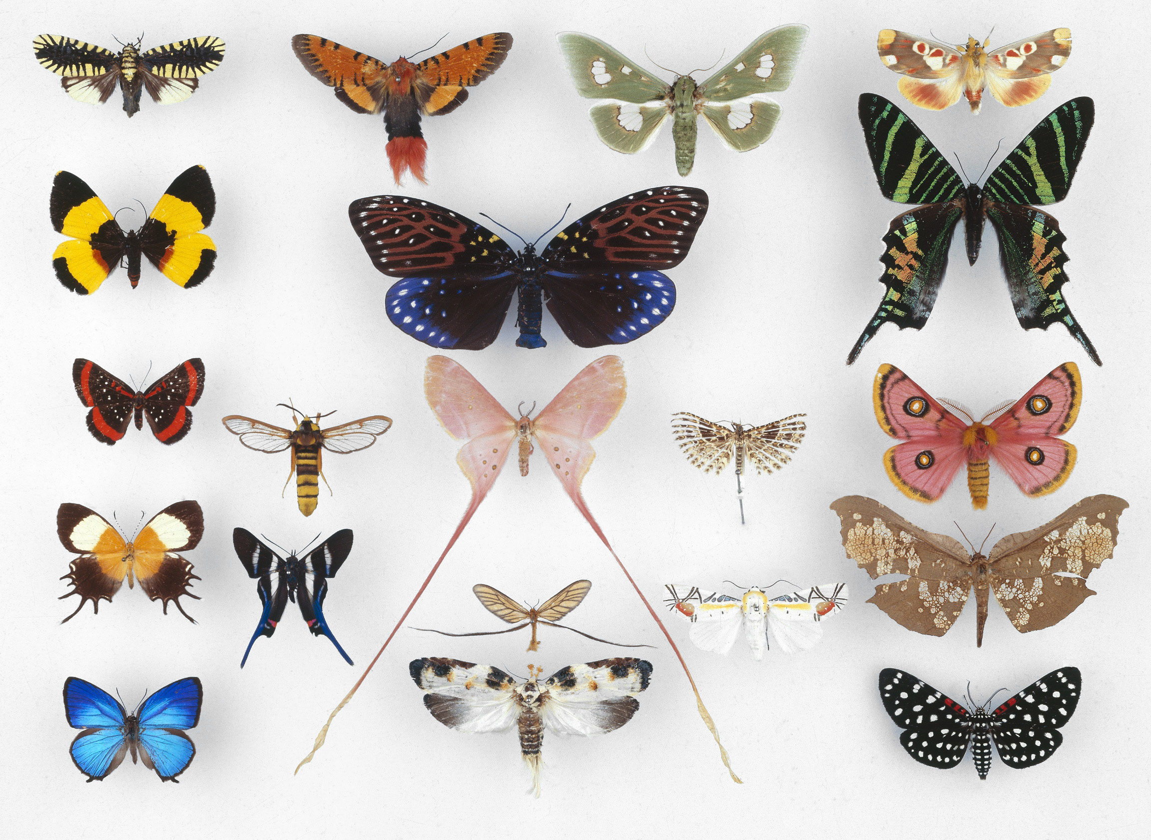 Various Butterflies 1