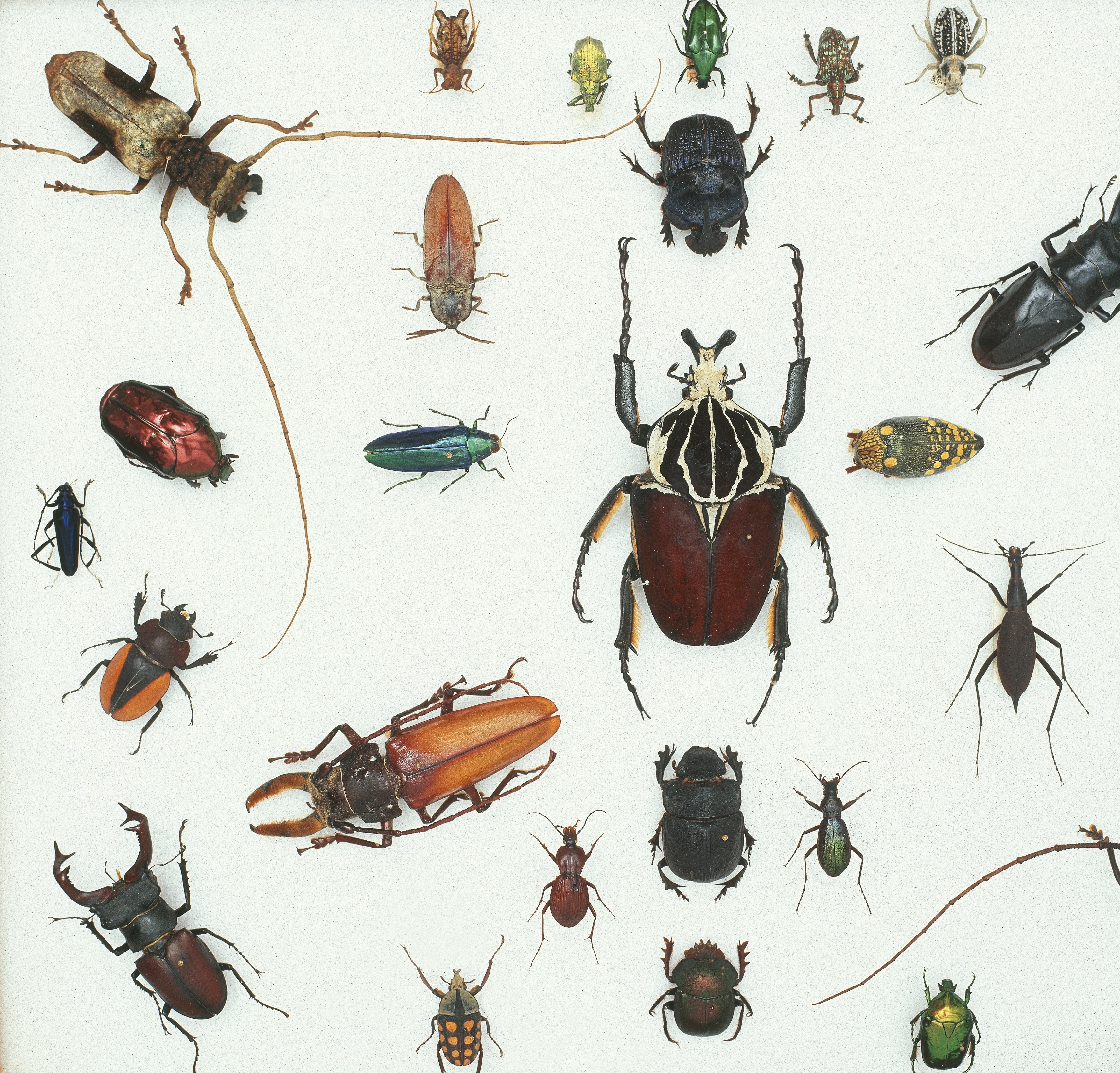 Various Beetles 3