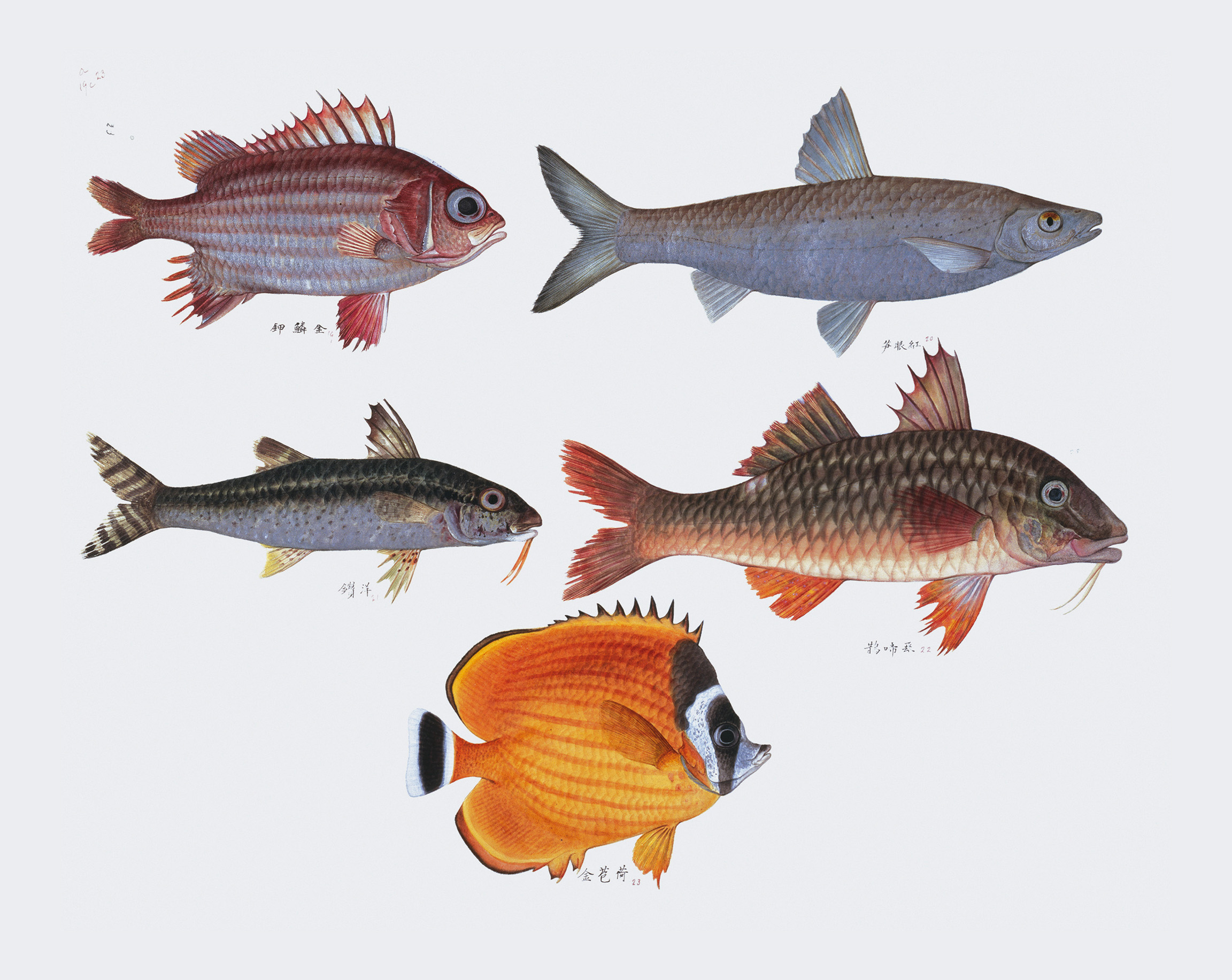 Various Fish