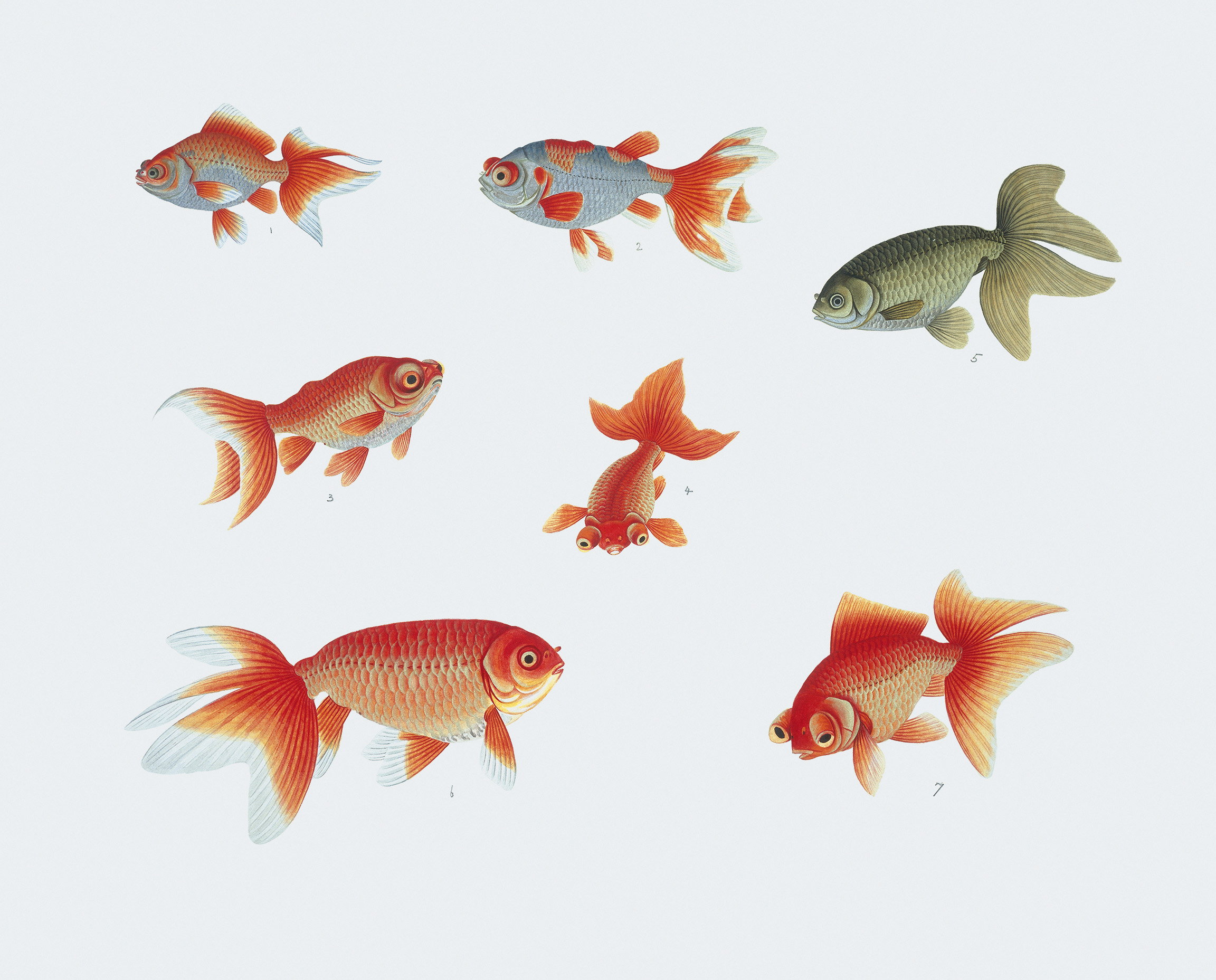 Various Goldfish