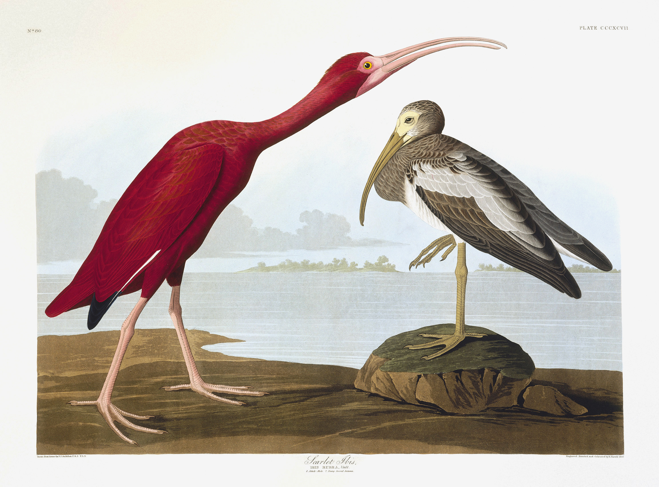 Scarlet Ibis, Eudocimus Ruber