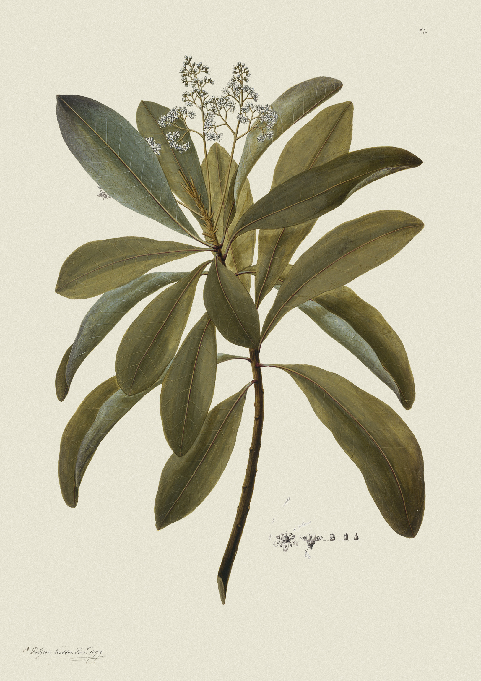 Buchanania Arborescens