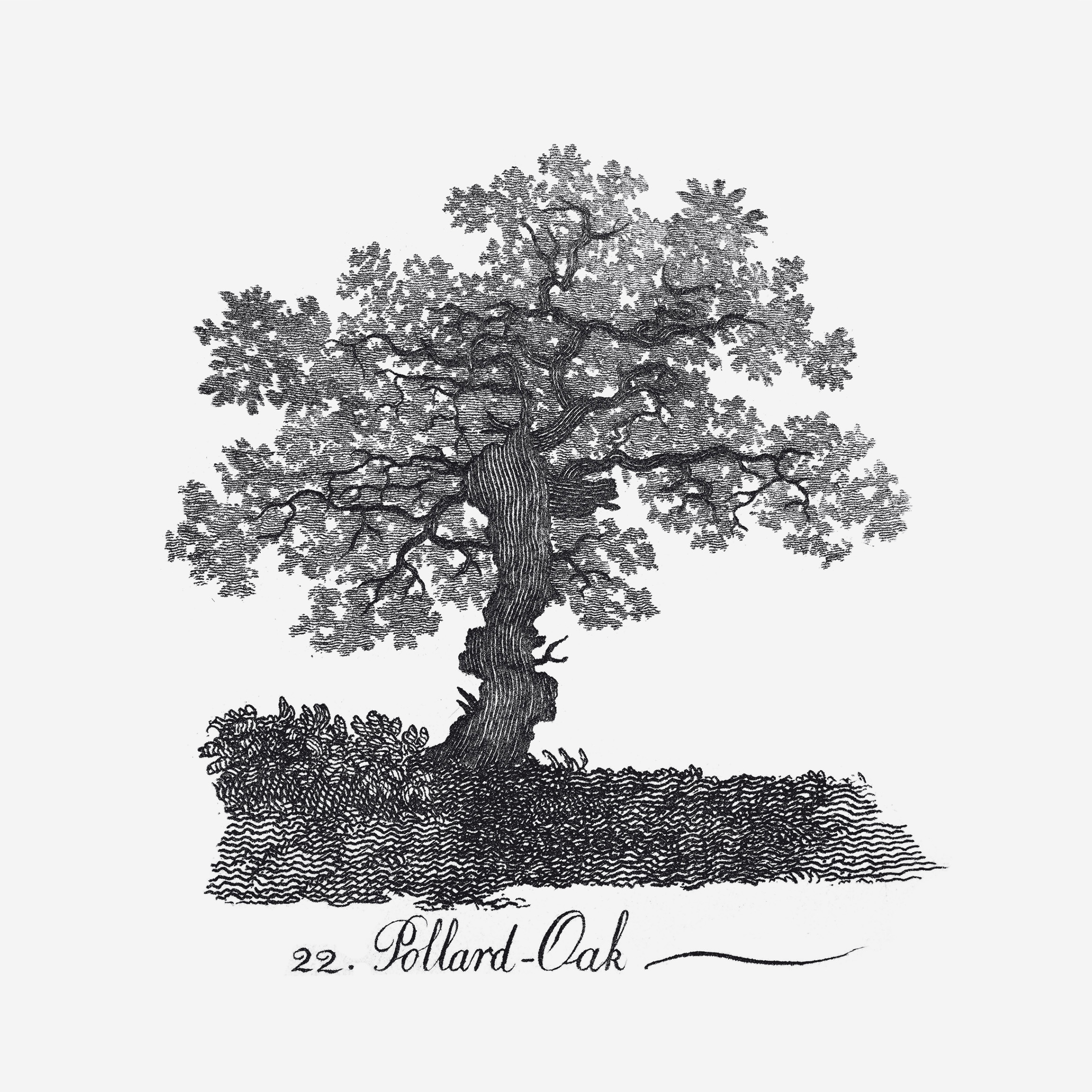 Pollard Oak