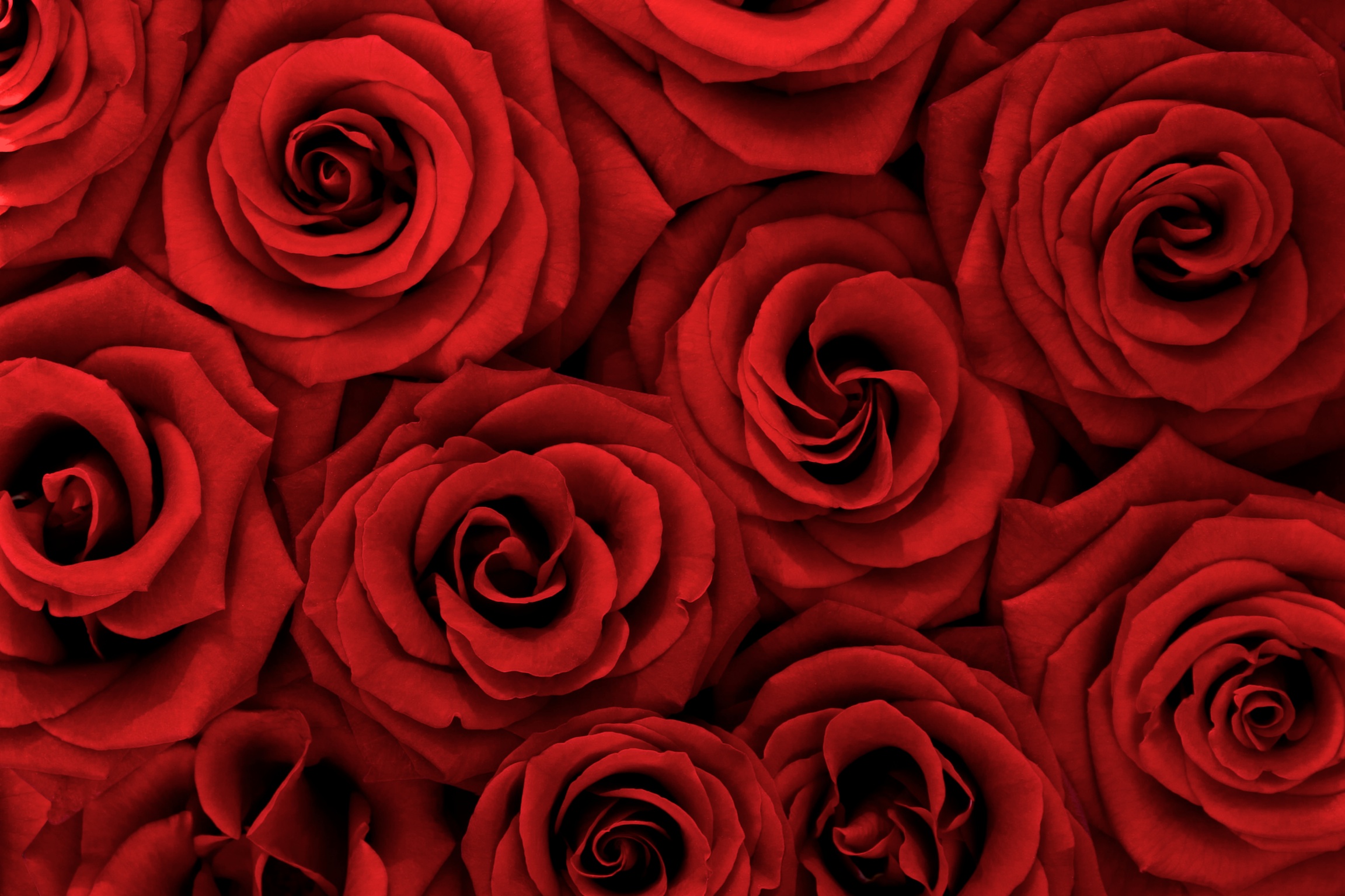 Red Roses