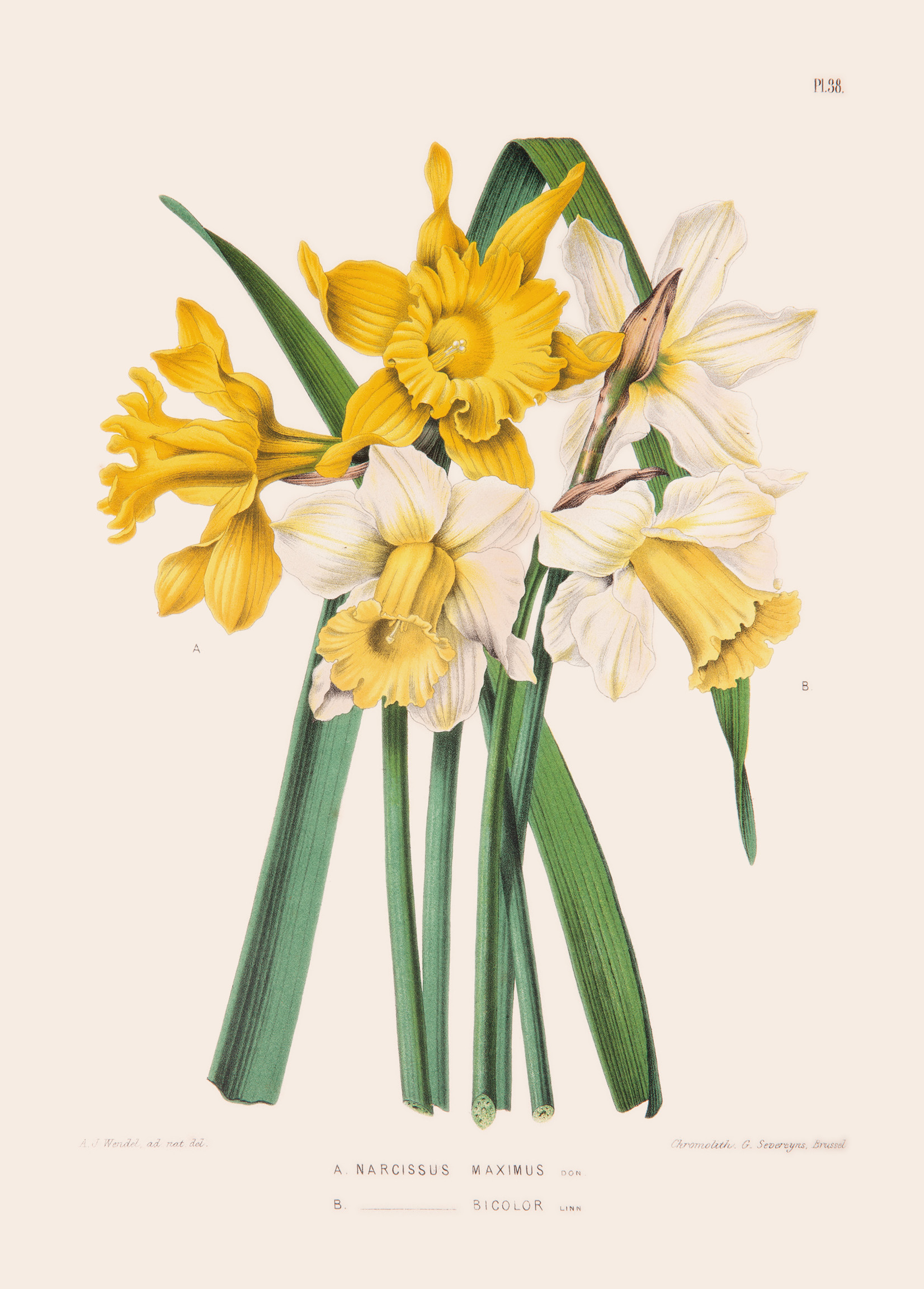 Narcissus Maximus