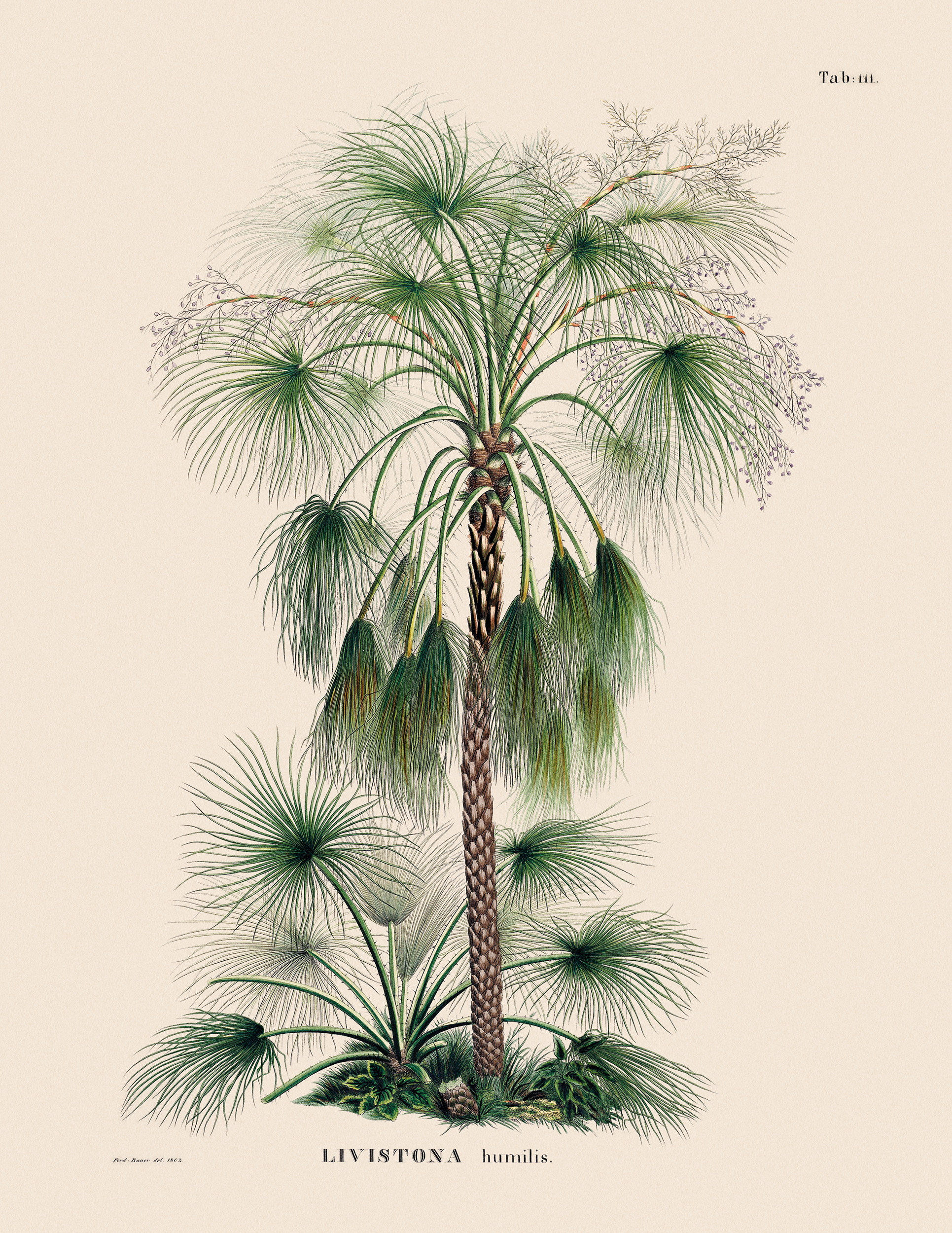 Sand Palm [Livistona humilis]