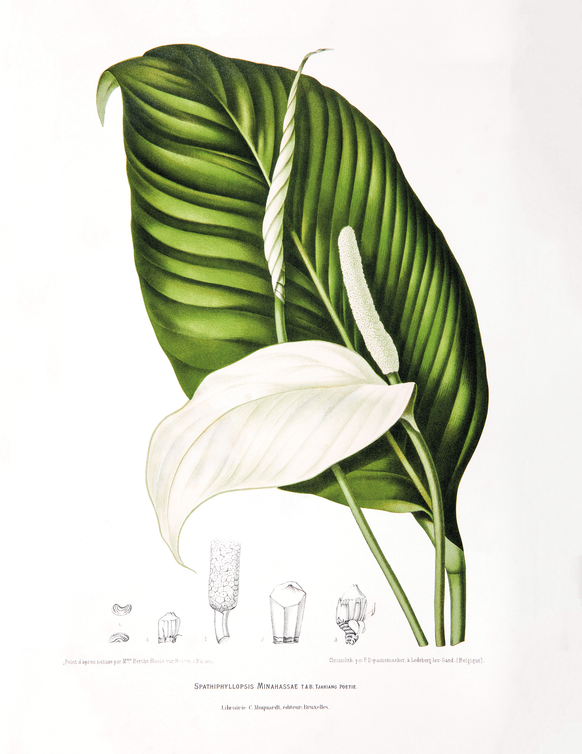 Peace Lily [Spathiphyllopsis minahassae]