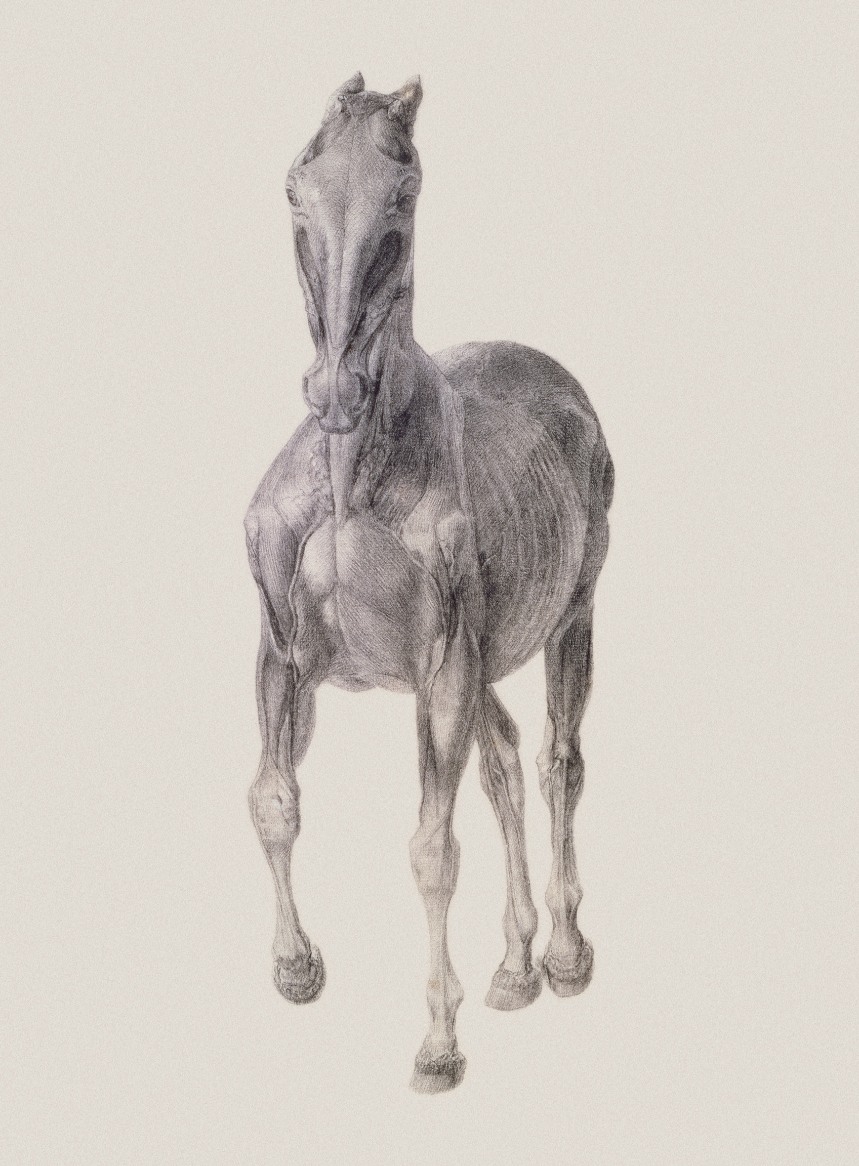 Seventh Anatomical Table of Horse Muscles