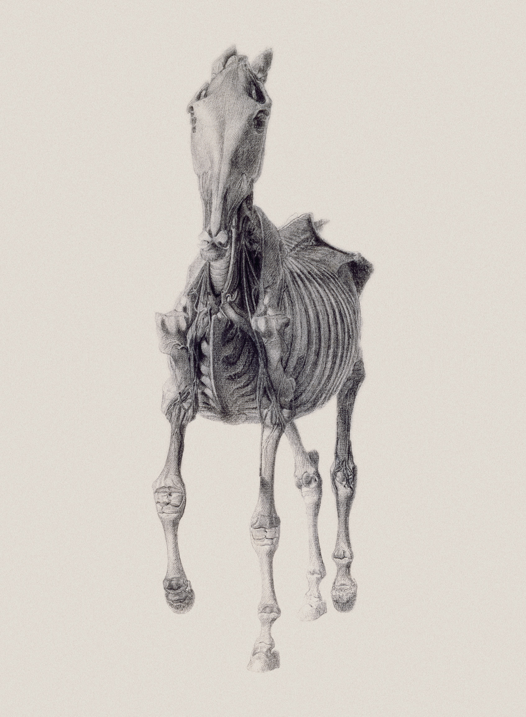 Ninth Anatomical Table of Horse Muscles