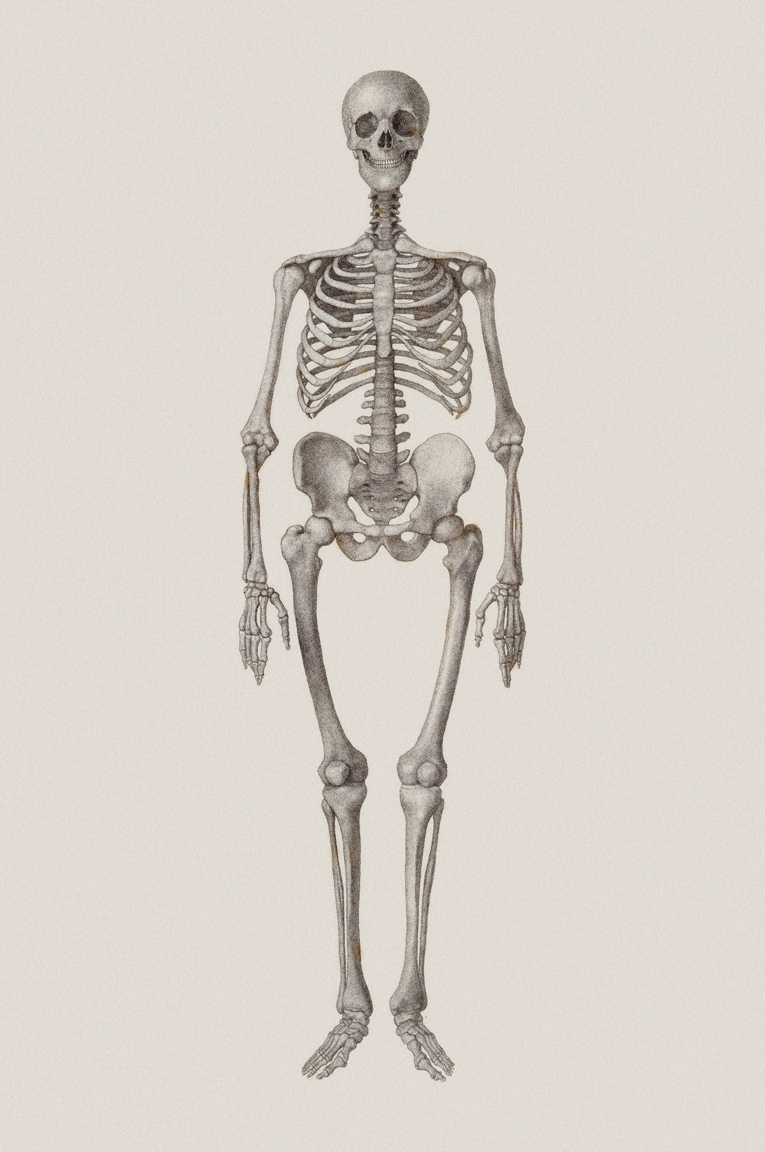 Human Skeleton: Frontal View