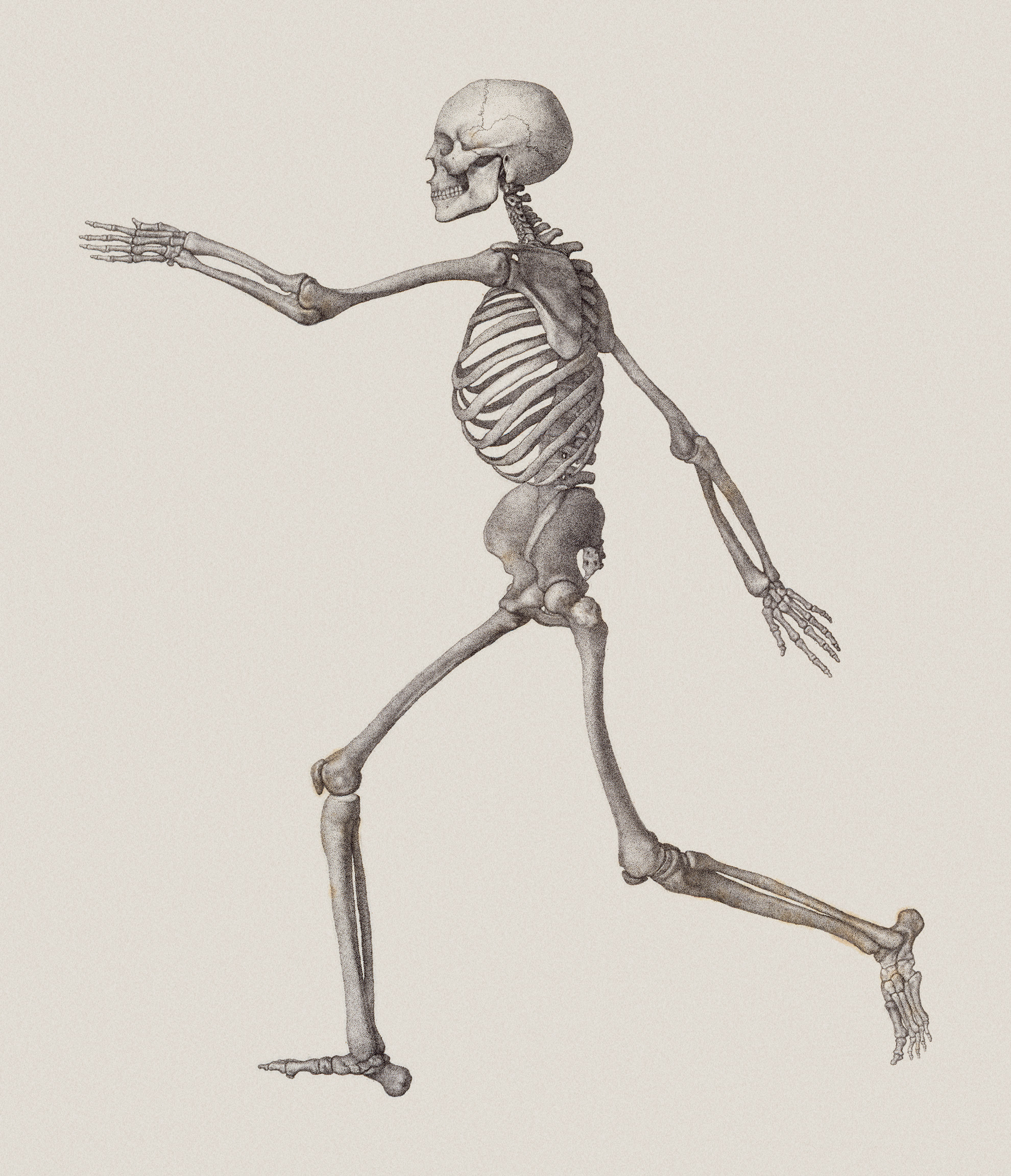 Human Skeleton: Lateral View