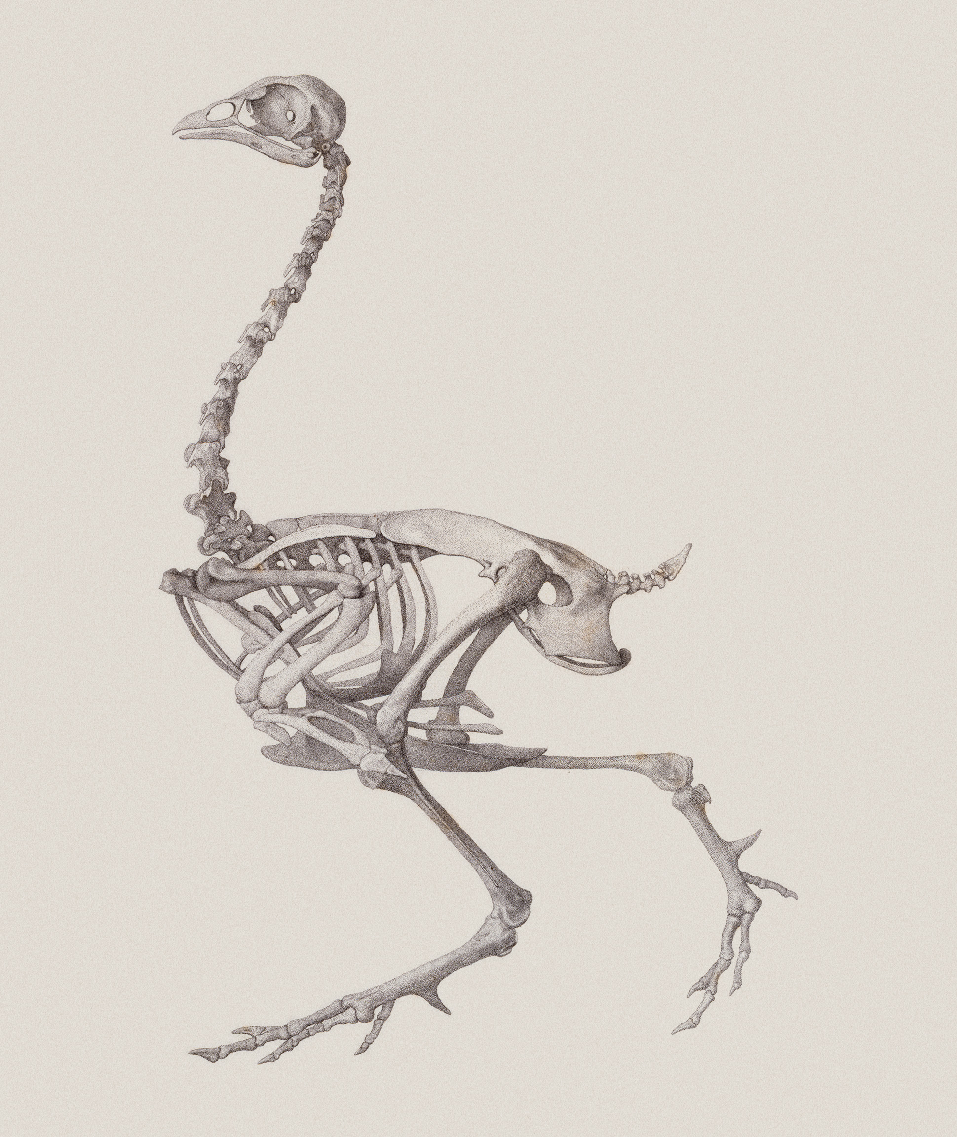 Fowl Skeleton: Lateral View