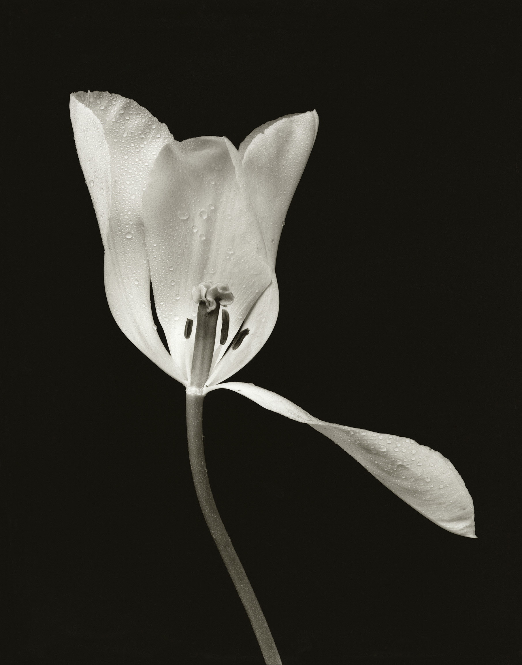 White Tulip II